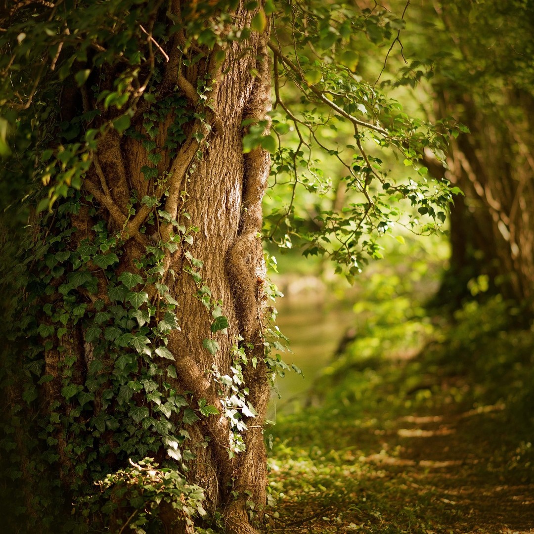 Chaque Jour Nous Célébrons le Printemps !
Chaque Jour Nous nous émerveillons de Notre si Belle Nature 🌿 Paisible, Bienveillante.
Nous découvrons avec grand plaisir sa Belle & Verdoyante Renaissance 🌱 si Précieuse pour se Ressourcer en toute Quiétude avec Sérénité 💚
Every Day We Celebrate Spring.
Every Day We marvel at Our so Beautiful Nature 🌿 Peaceful, Benevolent.
We discover with great pleasure its Beautiful & Verdant Renaissance 🌱 so Precious to to resource yourself in complete peace and quiet with serenity💚
#nature #naturephotography #naturelover #vegan #veganfood #naturalskincare #naturalskincareroutine #slowlifestyle #printemps #spring #springtime #plante #foret #ecoresponsable #oxygene #relax #relaxtime #organicskincare #complementalimentairebio #vegancosmetics #complementalimentairenaturel #complementalimentaire #vivresainement #bienetre #welness #naturalsupplements #cosmetiquenaturelle #vegancosmetics #naturare #naturarebio