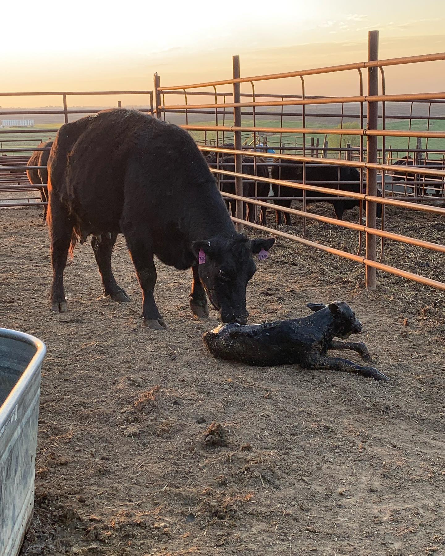 “There are two ways to live; you can live as if nothing is a miracle; you can live as if everything is a miracle.” ~ A. Einstein
⭐️ five cows left to calve⭐️
#life #calvingseason #lifeisamiracle #ranchlife #cattleranch