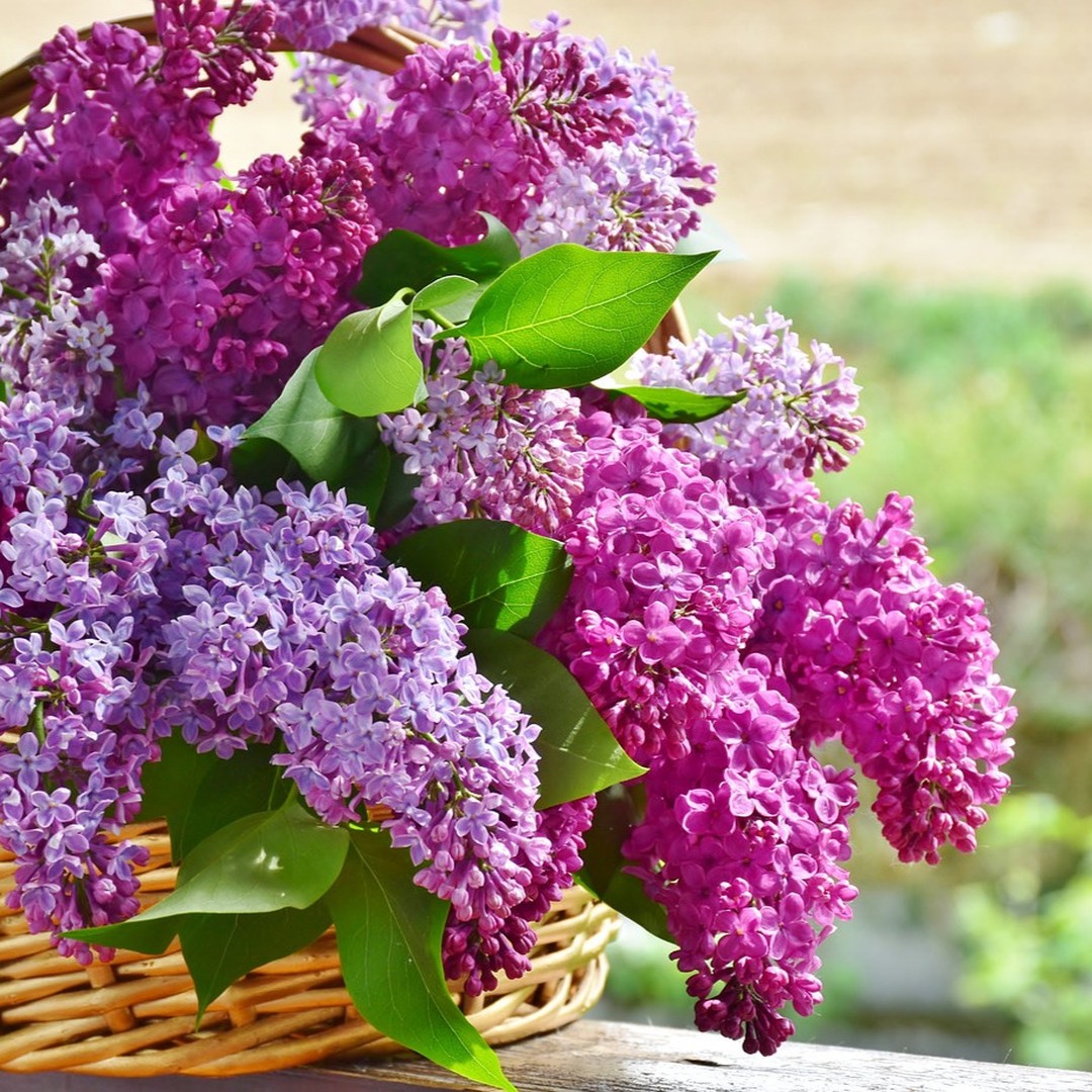 Très Belle Fête des Mères !
A Votre Maman & Vous !
Parce qu'un seul Jour est Bien Trop Court pour exprimer Votre Amour à votre tendre Maman...
Prolongez la Célébration ! Des promos exclusives jusqu’au 11Juin !
🌿naturare.fr
✨ De quoi faire des Heureuses & faire le plein en Merveilles si Bienfaitrices !
🌿 Prendre soin de Votre Maman et Vous-même 🌿
Happy Mother's Day ! (French date)
To Your Mum & You!
Because a single Day is Much Too Short to express Your Love to your tender Mother...
Extend the Celebration! Exclusive promotions until June 11th!
🌿naturare.fr/en
✨ Enough to make Happy & fill up on such Beneficial Wonders!
🌿 Taking care of Your Mum and Yourself 🌿
#fetedesmeres #fêtedesmères #cadeaufetedesmeres #ideecadeaufetedesmeres #cosmetiquenaturelle #cosmetiquebio #ingredientnaturels #antiage #soinantiage #slowage #complementalimentaire #madeinfrance #terroirfrançais #producteurslocaux #motherday #motherdaygift #motherdaygiftideas #ecofriendlygifts #ecofriendlyproducts #frenchcosmetic #frenchtouch #organicskincare #naturalskincare #antiaging #antiagingskincare #slowcosmetic #dietarysupplement #foodsupplement #naturare #naturarebio