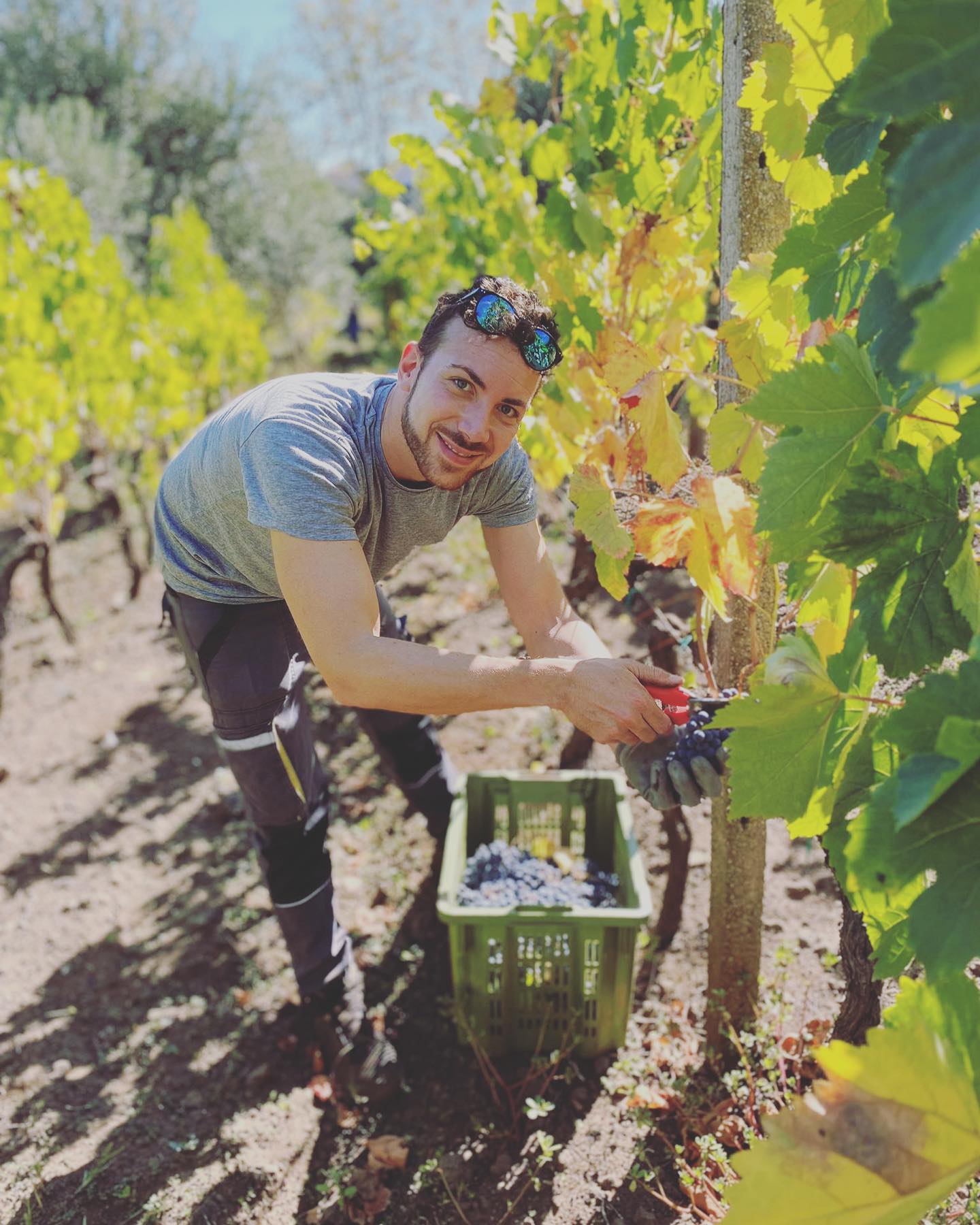 #vintage2022# @sogno_lavico #grapes #nerellomascalese #etnafeudodimezzo #etna#passione