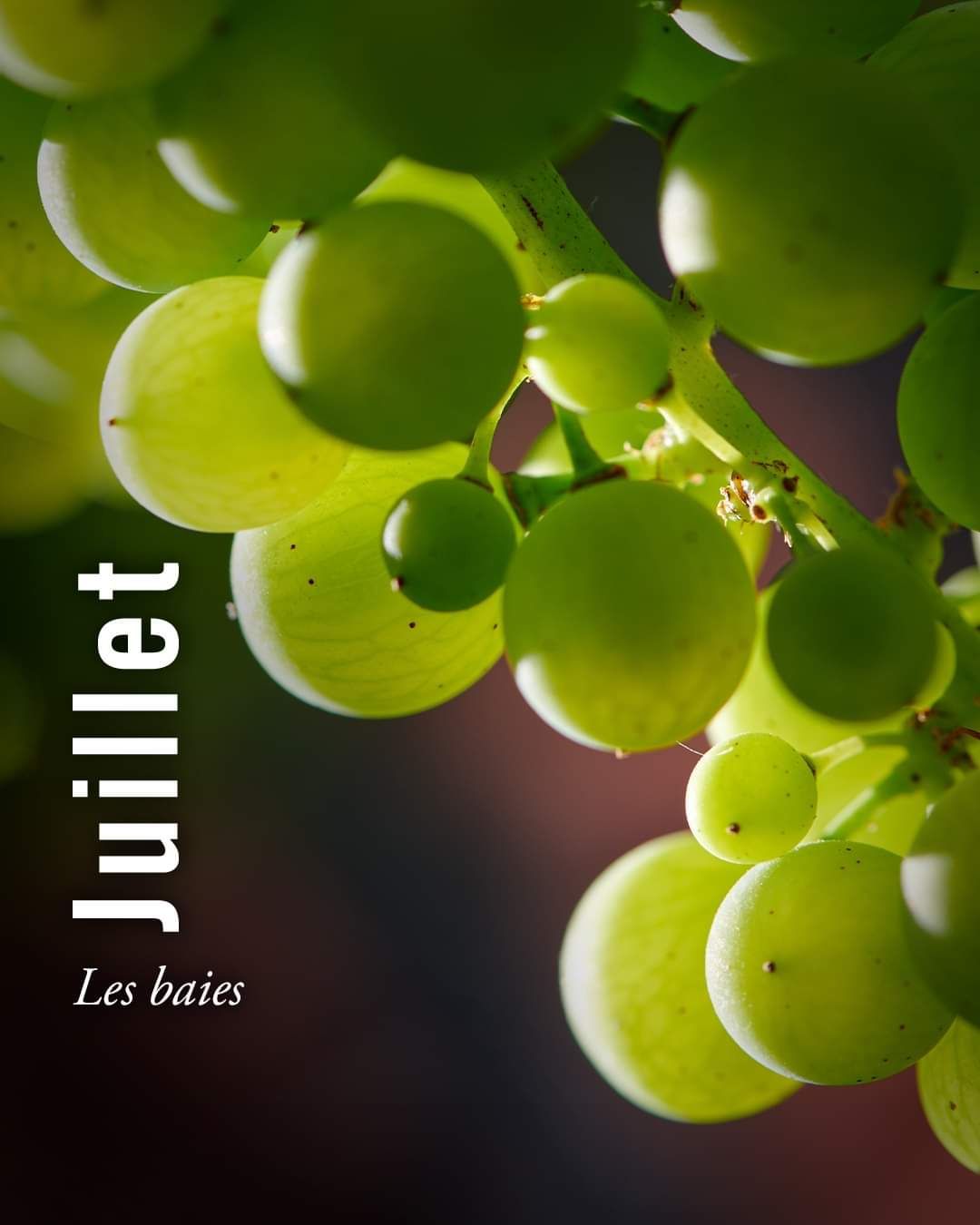 Dans les vignobles de l’appellation Cognac, la magie de la nature opère à chaque instant 🌱. En ce moment-même, nos précieuses baies de raisins se développent et commencent doucement à s’incliner vers le bas, pour atteindre dans plusieurs semaines le stade de la véraison.
#repost cognac.official
📸 © BNIC / Aurélien Terrade @aurelienterrade
#cognac #charente #charentes #spiritueux #spirits #vigne #vignoble #natureshots #grappe
#thegoldenageofcognac #joinourclub #handmade #frenchartdevivre #bartender #Wineyard #spirits