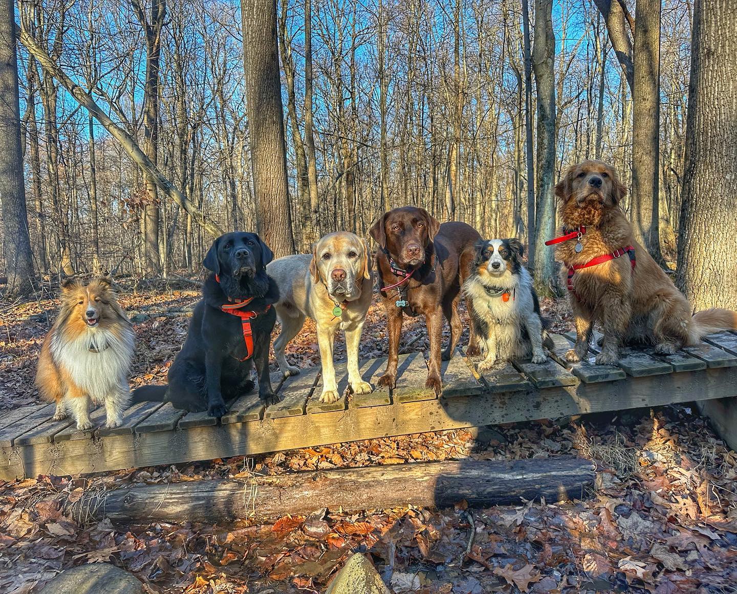 Pups on a bridge, what’s not to like? 🤪