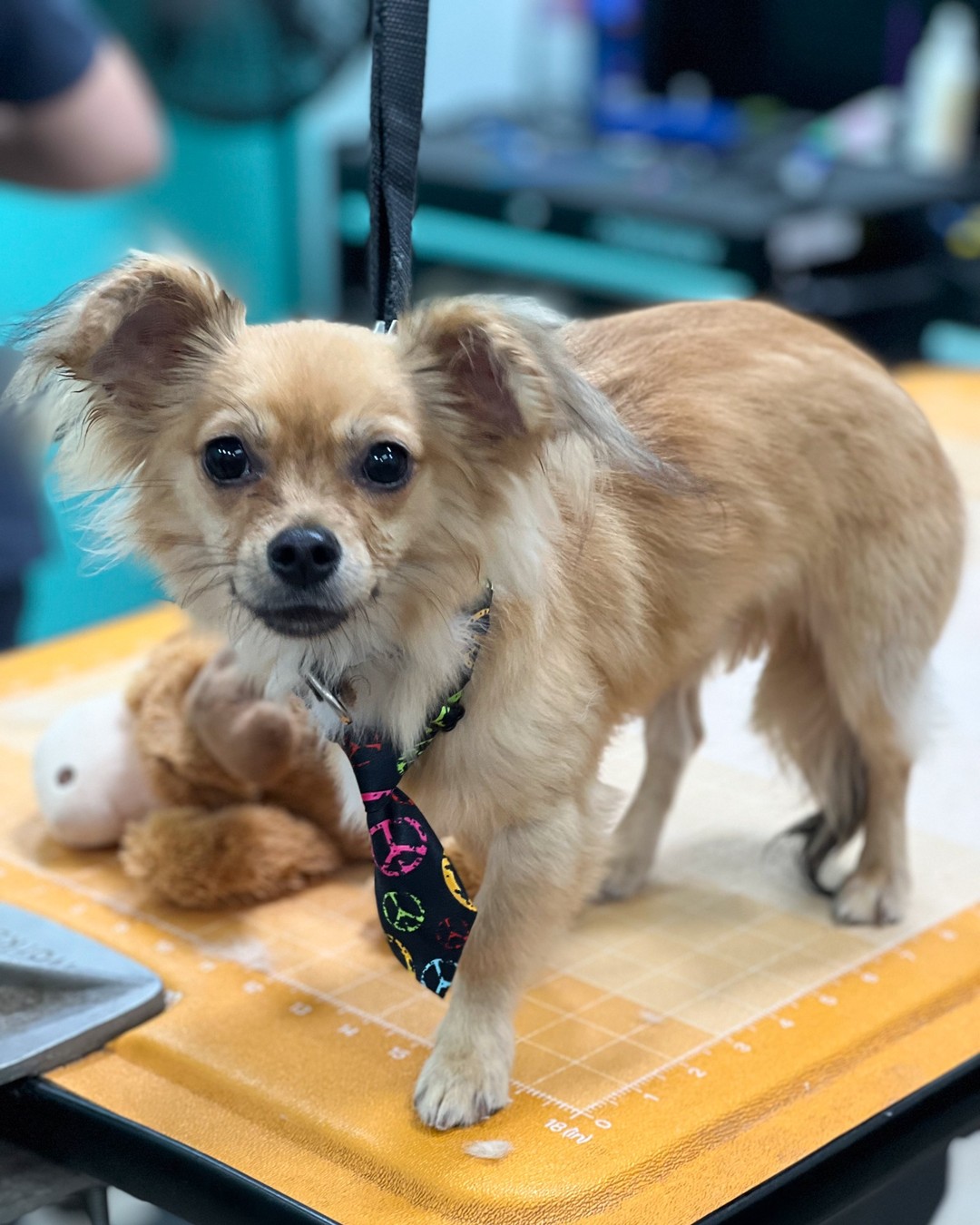 Roki looks like a Haute Dog with his new tie and trim. Even his toy moose agrees!