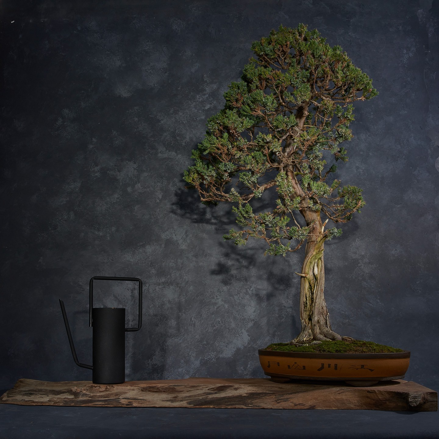 Juniperus squamata, Himalayan juniper,
Photographed for a client
#bonsai #bonsaitree #juniperussquamata #juniperbonsai #bluejuniperbonsai #himalayan #himalayanjuniper