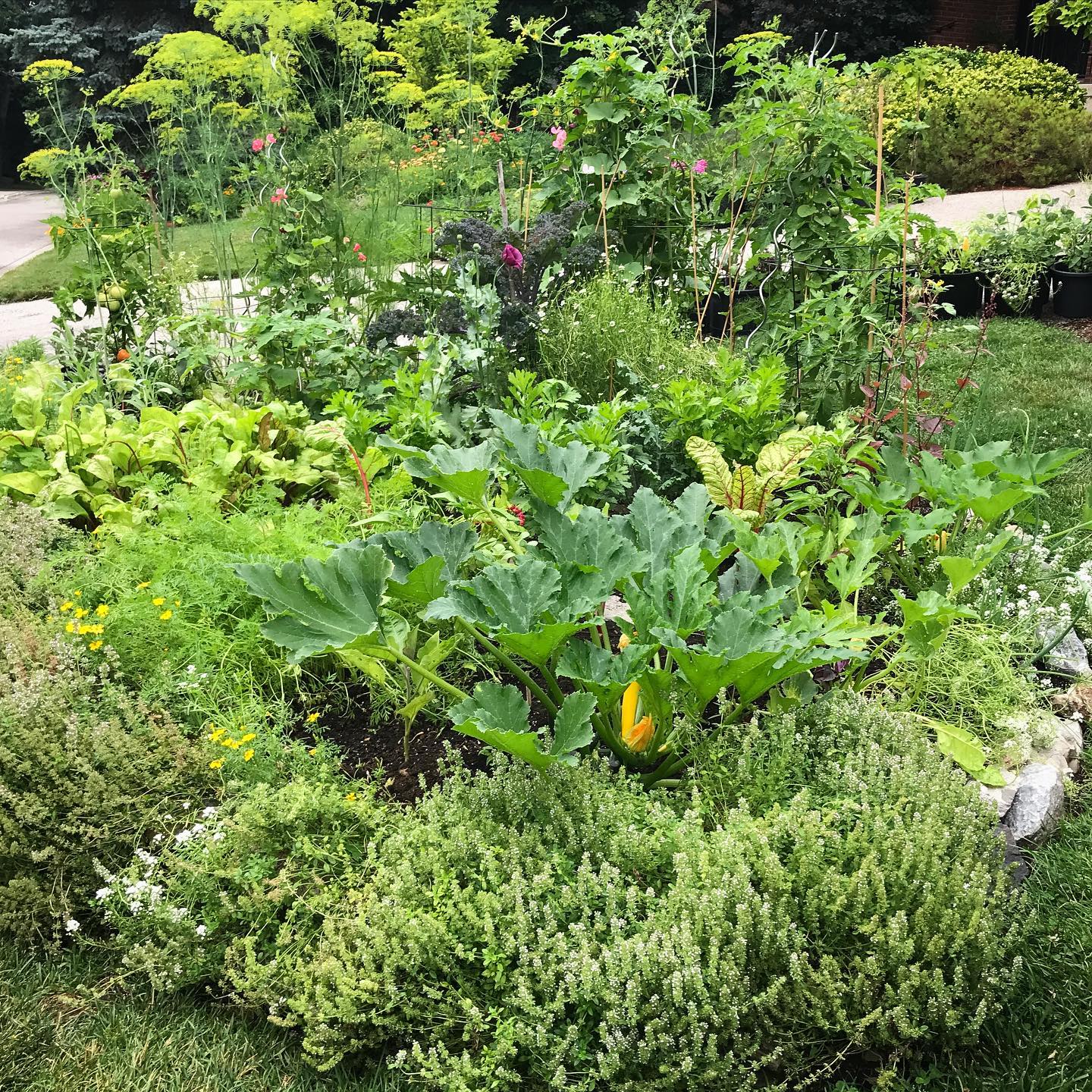 Beautiful lush #frontyardvegetablegarden #nobackyardrequired