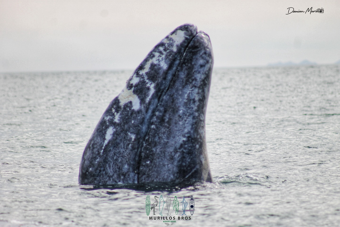 🐋 Ya están aquí…
Las ballenas grises han regresado a Bahía Magdalena – Bahía Almejas, uno de los santuarios más importantes del mundo para su reproducción y crianza.
Cada invierno, estos gigantes del océano recorren miles de kilómetros desde las frías aguas del Ártico hasta nuestras lagunas costeras, donde encuentran refugio, calma y aguas cálidas para dar a luz y cuidar a sus crías.
Aquí no solo se observan ballenas.
Aquí se vive un encuentro respetuoso, cercano y profundamente humano con una especie que ha vuelto año con año a este mismo lugar por generaciones.
📅 Temporada abierta
📍 Puerto San Carlos, BCS
🌊 Avistamientos responsables, guiados por locales
Para disponibilidad, precios o reservar tu experiencia:
🌐 www.murillosbrosadven-tours.com
📧 Murillosbros@gmail.com
📲 WhatsApp: +52 613 116 8050
📩 O mándanos un DM
Las ballenas ya están aquí…
¿tú ya tienes tu lugar para verlas?
#BallenaGris #YaEstánAquí #BahíaMagdalena #BahíaAlmejas #WhaleWatchingMexico Ecoturismo
Creditos: @dmurgon6
@visitmexico
@visitbajacaliforniasur
@santuario.de.la.ballena.gris
@gray_whale_research_mexico
@conanp_mx
@conoce_bajacaliforniasur
@baja.california.sur.mex