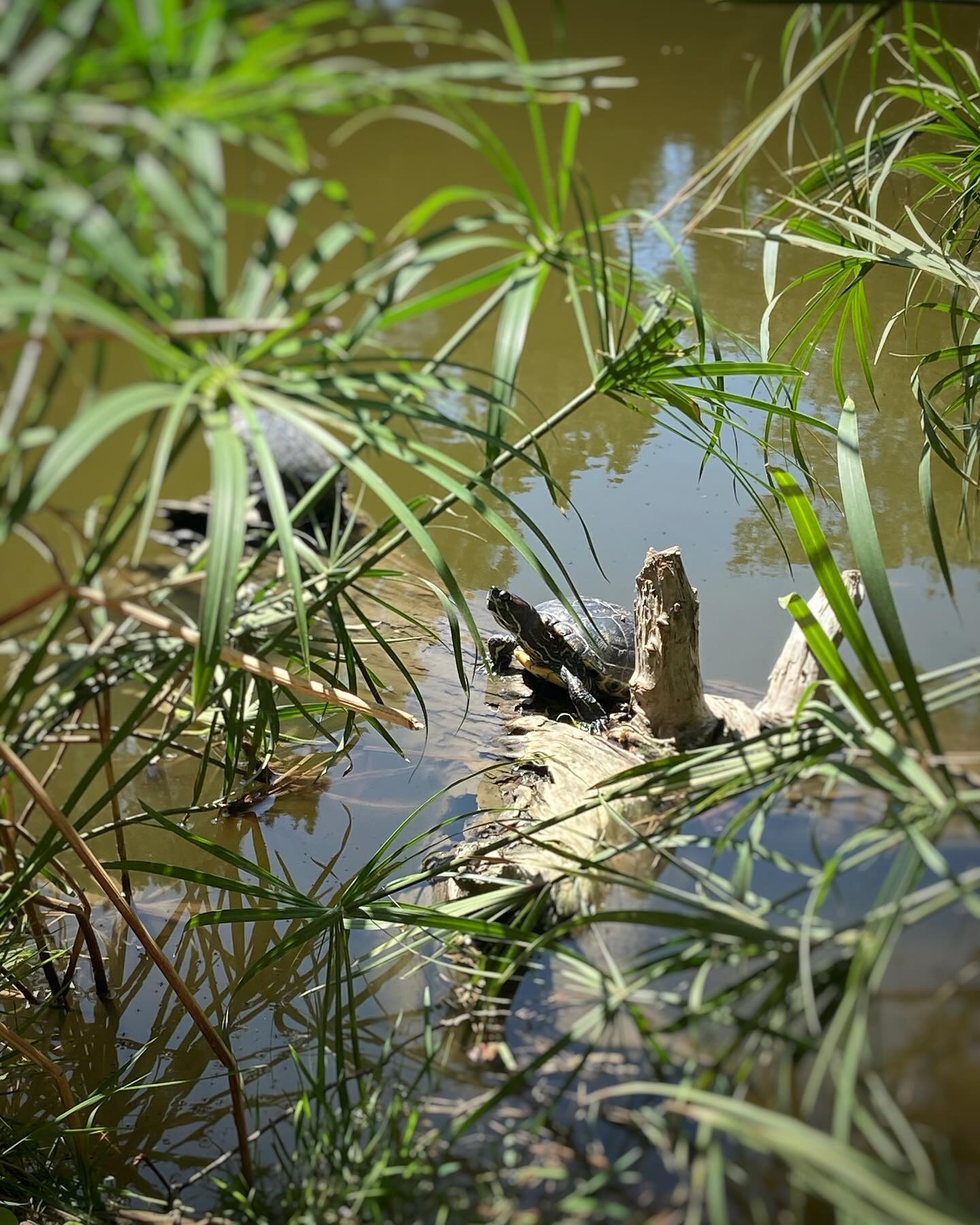 A new hike = a new blog post! We recently checked out the Ernest E. Debbs Regional Park in East LA for a quick outdoor excursion. The full review is up on the blog (spoiler: there are turtles!). Link in bio!
#hiking #hikingadventures #hikingtrails #blog #blogpost #losangeles #california #getoutside