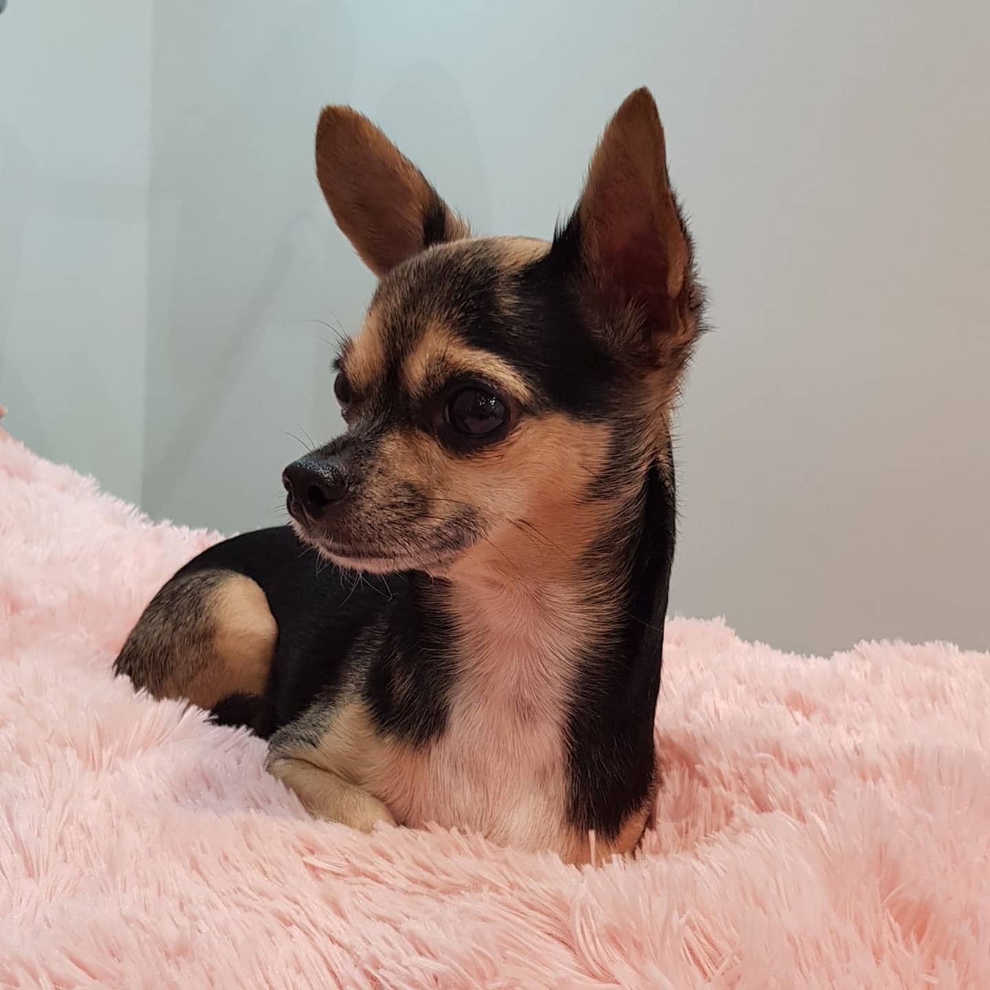 The all important brow wow security dog Harley 🐶😍
He loves to cuddle on your lap while you have your #brows or #lashes done. In his opinion it's the most important part of the experience.
#therapydog #workingdog #chihuahua #doggo #sunshinecoast #birtinya