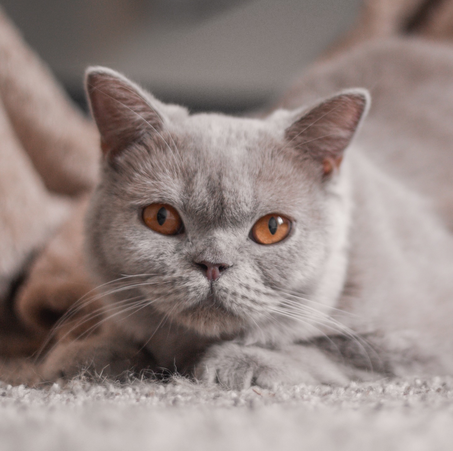 Natasha is so elegant 🐈⬛🥺
#greycat #lilac #lilaccat #browncat #britishshorthair #bsh #british #cat #kitty #kitten #greykitty #kittens #cattery #catbreeder #purebredcat #catsofinstagram #reputablebreeder #healthtested