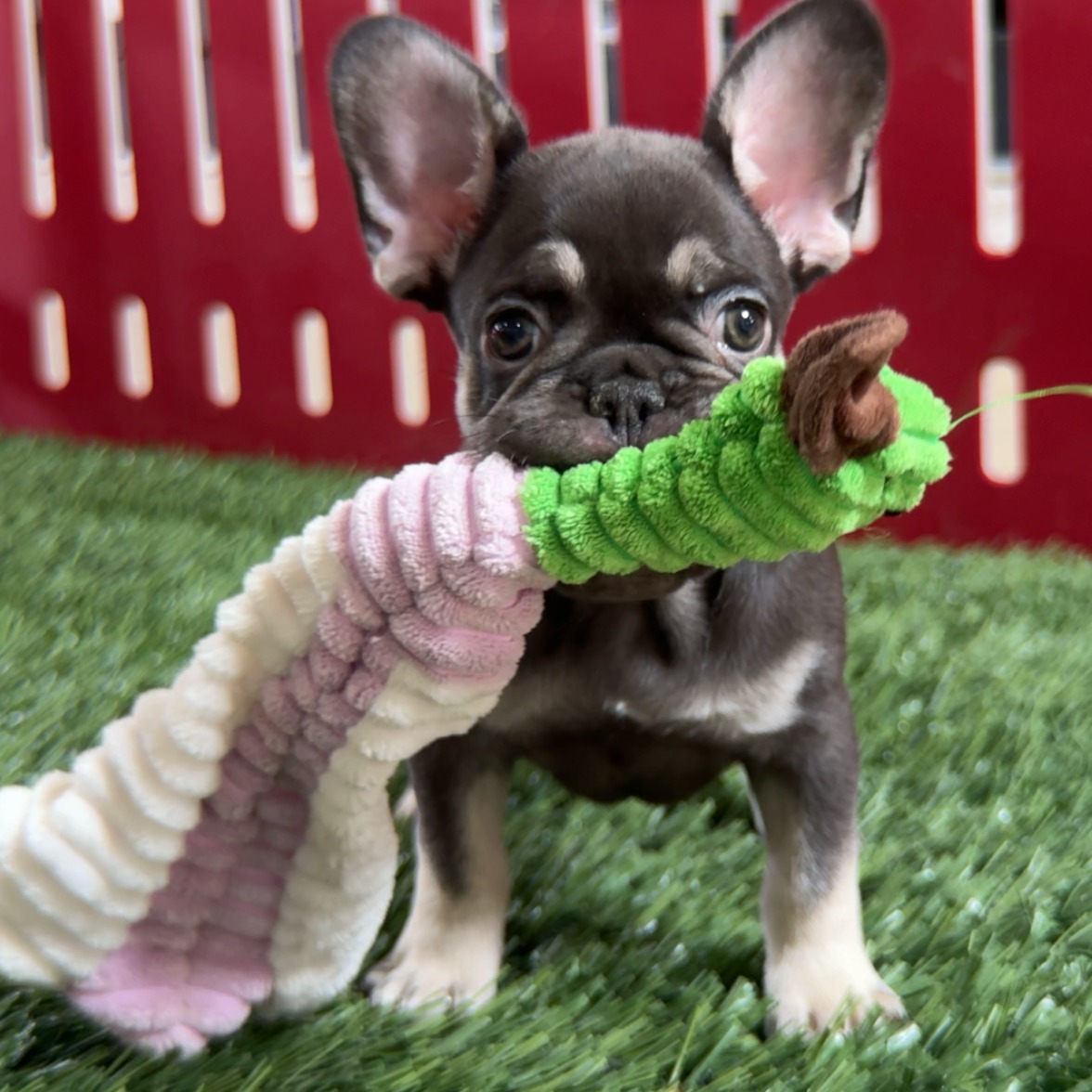Buster is the sweetest, most playful frenchie boy! ❤️ #frenchbulldog #frenchbulldogpuppy Learn More About Buster ➡️ https://www.pawprintcompanions.com/product-page/buster-french-bulldog
