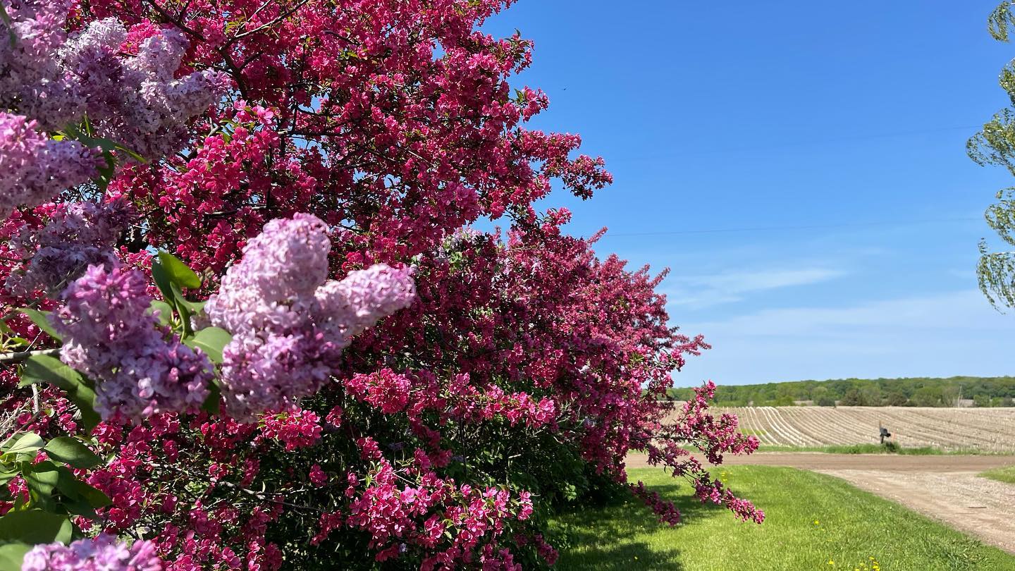 Can’t you just SMELL this picture?! #spring #lilac #crabapple #familyfarm