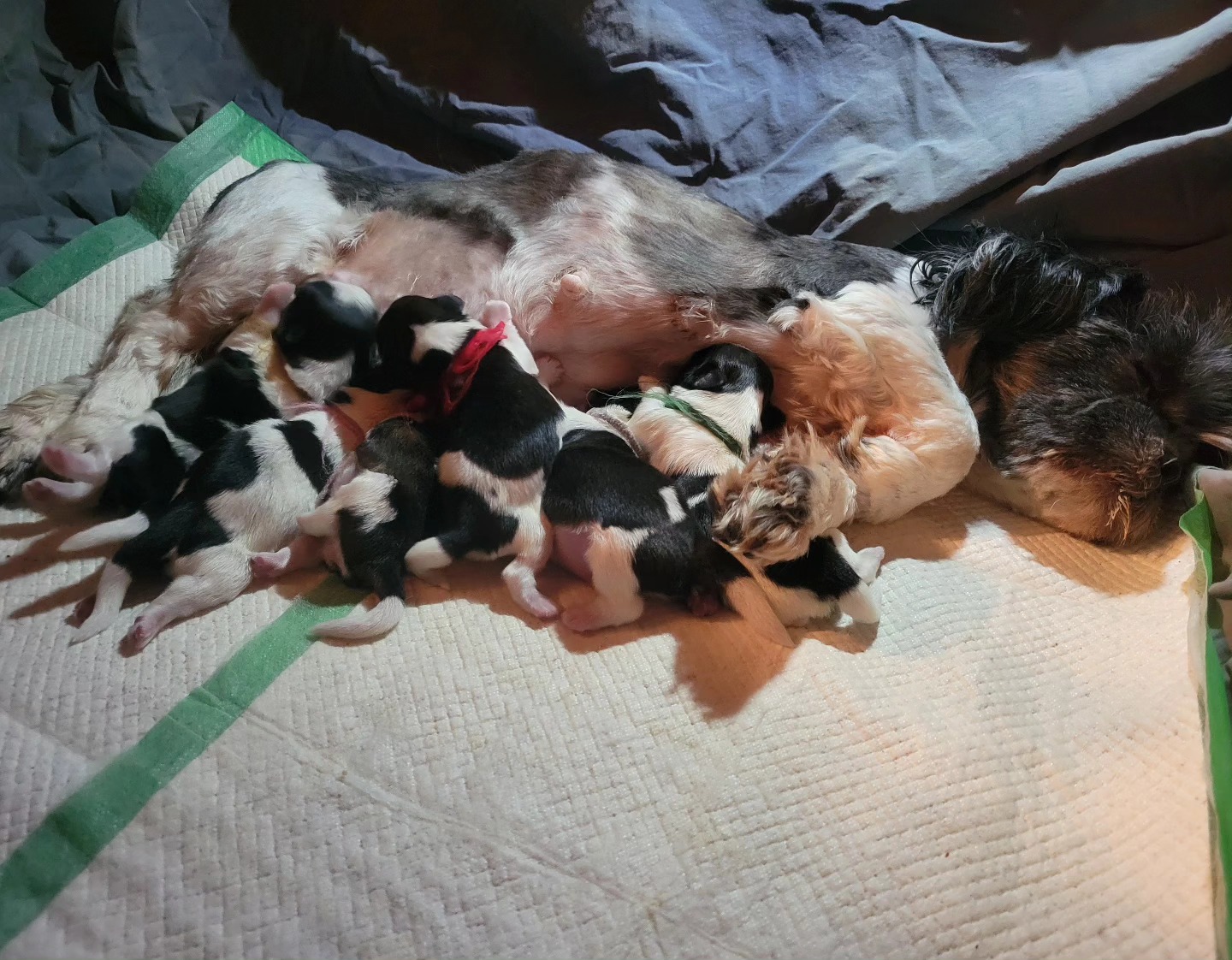 And here's litter Announcement #2! Flopsy had 6 sweet little tri color pups last Sunday. I held off posting right away - while she has been amazing in whelping her past two litters, she had a harder time recovering after this one. But everyone is doing very well by now, Flopsy is back to (lightly) growling at Maple when she walks by, and all the pups are gaining well. I'm so pleased, and I can't wait to see how all twelve (twelve!) of these pups grow up and interact. I really love Flopsy's pups, but she will be retiring after this litter. ..so get 'em while you can! Ha.
Which do you prefer, the little white and black/brown with white tail tips, or the little brown ones with black points?