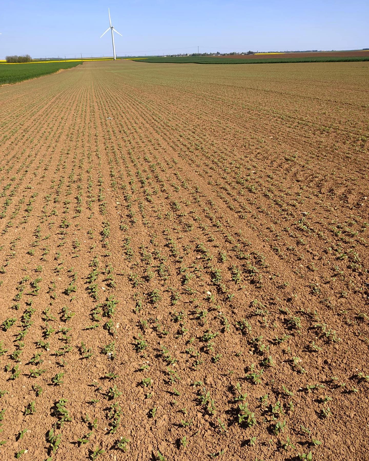 🤫🌱 Silence, ça pousse…
Chez @gatichanvre, le #chanvre est en pleine pousse dans les #parcelles !
Opération récolte 2023 en action 🚜
