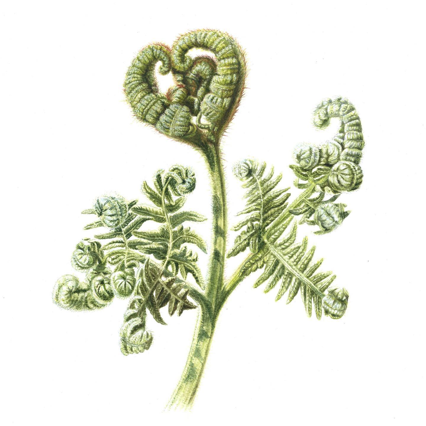 Pteridium aquilinum - bracken fern 🫶🏻
Finished this late last night with a glass of celebratory vino after a fab day in London stewarding at Plantae. I nearly left it behind at @mallgalleries (demo-painting) as I was racing to beat rush hour tube with a massive packing box under an armpit. Less haste more speed - volte face at Waterloo, back to pick up Little Fern, then had to get a packed train back home with box blocking the aisle.
Many hours and wines later, I got a bit trigger-happy and stuck in some unplanned shadows on the stalks as a final flourish. Painting under an artificial light, even with a decent “daylight” bulb, it’s so hard to get hue and tone correct, so it was literally the first thing I thought about when I opened my eyes. Had I gone to bold, too blue, too random!? Anyhoo, nothing ventured.. and it’s done and handed in for @cranleigharts exhibition! Phewf.
#fiddleheads #bracken #watercolour #watercolour_planet #painting #botanicalart #mumartist #mumartistlife #godalmingcommunity #surreylife #surreyhills #surreyartist #artexhibition