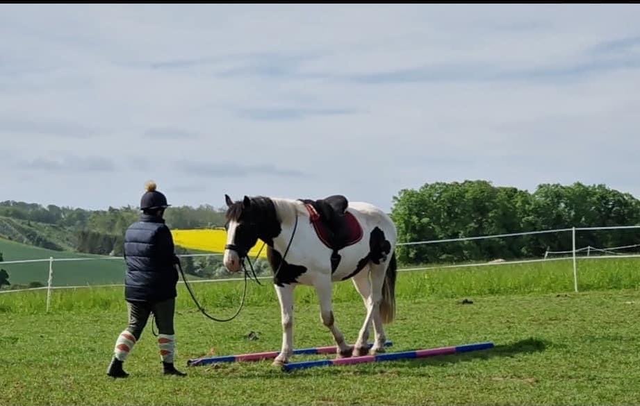 Raya and her horse Apache practicing some groundwork before being ridden🥰
#transcendbitlessbridle #doublebitlessbridle #simplesidecue #bitless #freedom #connection #superiorquality #englishleather #equine #horse #pony #bespoke #naturalhorsemanship #equestrian #baroque #horseaddict #equality #tack #biothane #photography #glowup #natural #horsesofinstagram #showjumping #dressage
