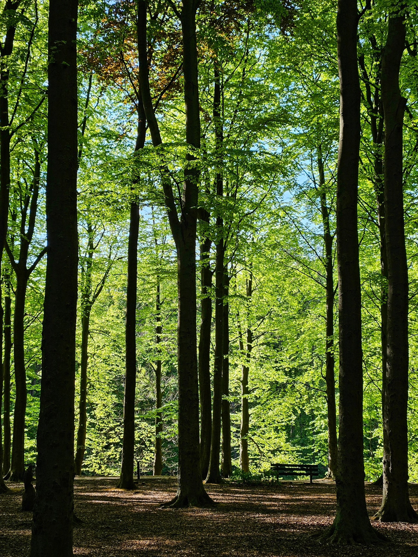 📍 the woods