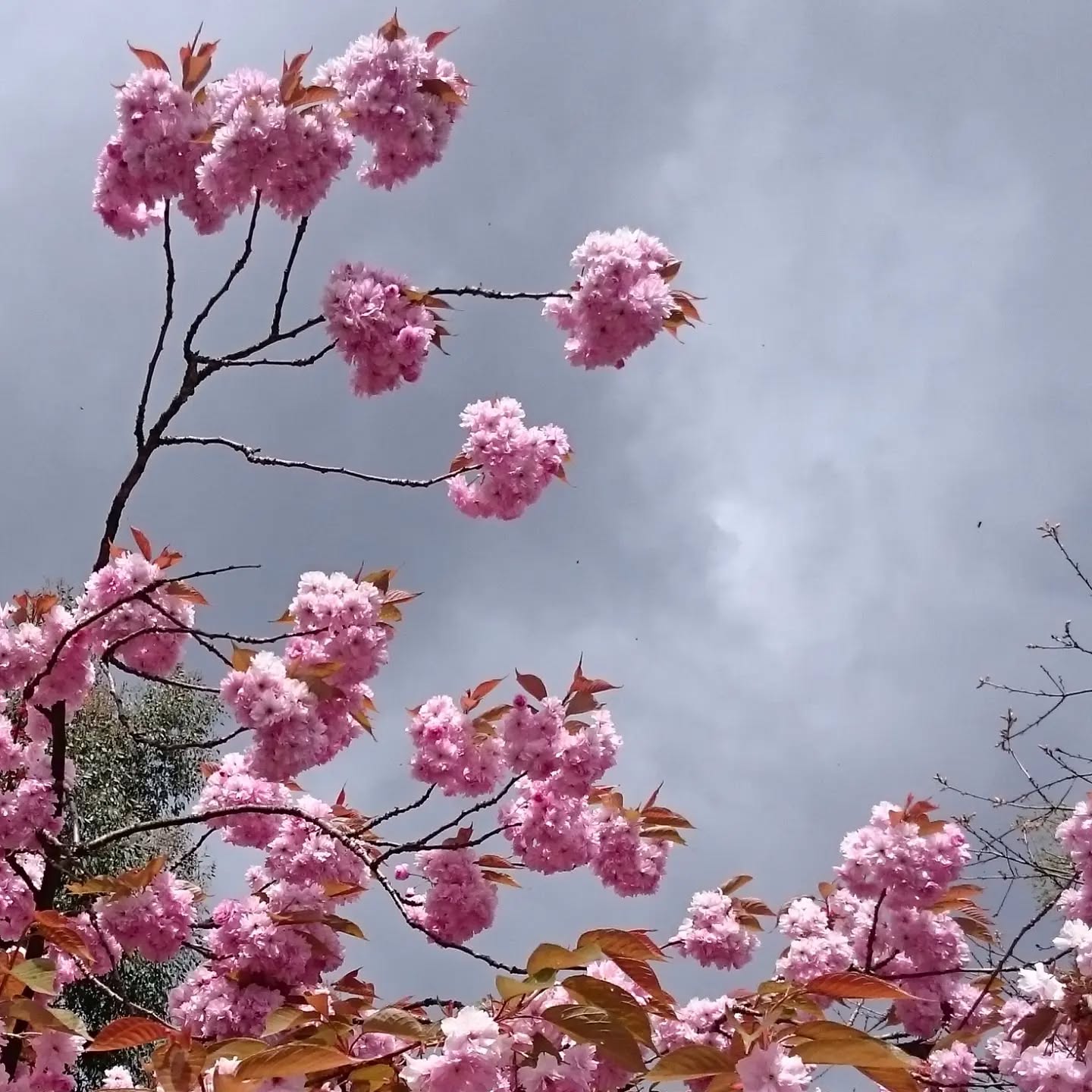 Thank goodness for blossom! This squally April weather is much more acceptable with these flashes of pink and white promising summer is on its way, don't you think?
Netti x
#april #aprilshowers #crazyweather #springtime #springflowers #blossom #pinkflowers #pinkaesthetics #flowerphotography #flowerpower #flowerlovers #floweroftheday