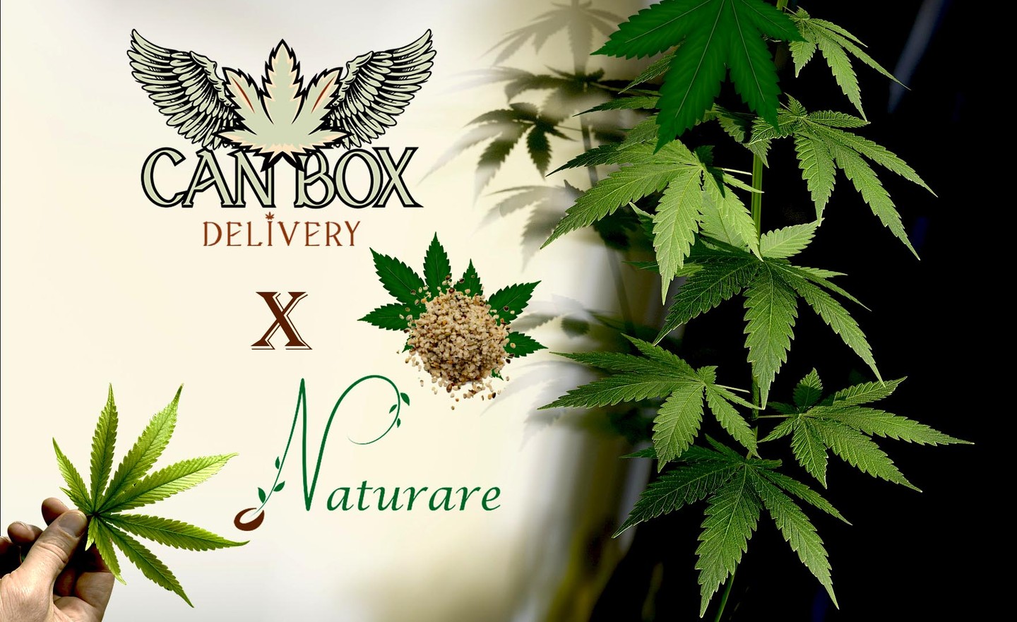 Si vous êtes de passage dans les DOM TOM Français 🇫🇷
notamment sur l’île de la Réunion 🏝️ Voici une pépite à ne pas manquer !
Nous sommes très heureux de vous annoncer notre nouveau Partenariat avec @canboxdelivery.re
🌿Son fondateur est un passionné de Chanvre, plante merveilleuse aux bienfaits hors pair.
Vous la découvrirez sous toutes ses formes, que du bonheur !
✨ Nos valeurs communes pour le Naturel, la vie saine, l’éthique, la valorisation du terroir Français 🇫🇷 notre amour pour les merveilles de Mère Nature 💚 nous a tout naturellement réunis.
Laurent est fort sympathique et l’on ressent vite sa passion et sa volonté d’offrir le meilleur. Afin de prendre le plus grand soin de votre santé, beauté & forme au naturel !
🌿Vive l’ensemble des commerçants, producteurs et acteurs du Naturel, la Nature nous est précieuse et nous réunis ✨
If you're visiting the French overseas departments and territories 🇫🇷
especially on Reunion Island 🏝️ Here's a nugget you won't want to miss!
We're delighted to announce our new Partnership with Can Box Delivery
🌿The company's founder is passionate about hemp, a wonderful plant with unrivalled benefits.
You'll discover it in all its forms - it's a real pleasure!
✨ Our shared values for naturalness, healthy living, ethics and the promotion of French terroir 🇫🇷 our love for the wonders of Mother Nature 💚 naturally brought us together.
Laurent is a very likeable person, and you quickly sense his passion and desire to offer the very best. To take the utmost care of your natural health, beauty & fitness!
🌿Long live all the traders, producers and players in the natural world. Nature is precious to us and brings us together✨
#chanvre #hemp #cbd #canabissativa #canabis #canboxdelivery #domtom #iledelareunion #france #cosmetiquebio #huiledechanvre #huiledechanvrebio #soinsnaturels #santenaturelle #cosmetiquenaturelle #slowcosmetic #organicskincare #hempoil #naturare #naturarebio #naturarefrance #naturarefr #prenezsoindevous #takecareofyourself #takecareofyourskin #takecareofyourbody #loveyourself