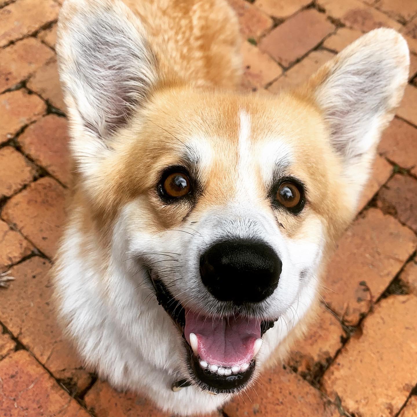 Corgi cuteness! ❤️ Gryff ❤️
#dog #dogsofinstagram #dogsofbrisbane
#corgis #doglover #cute #chasingtailsbrisbane
