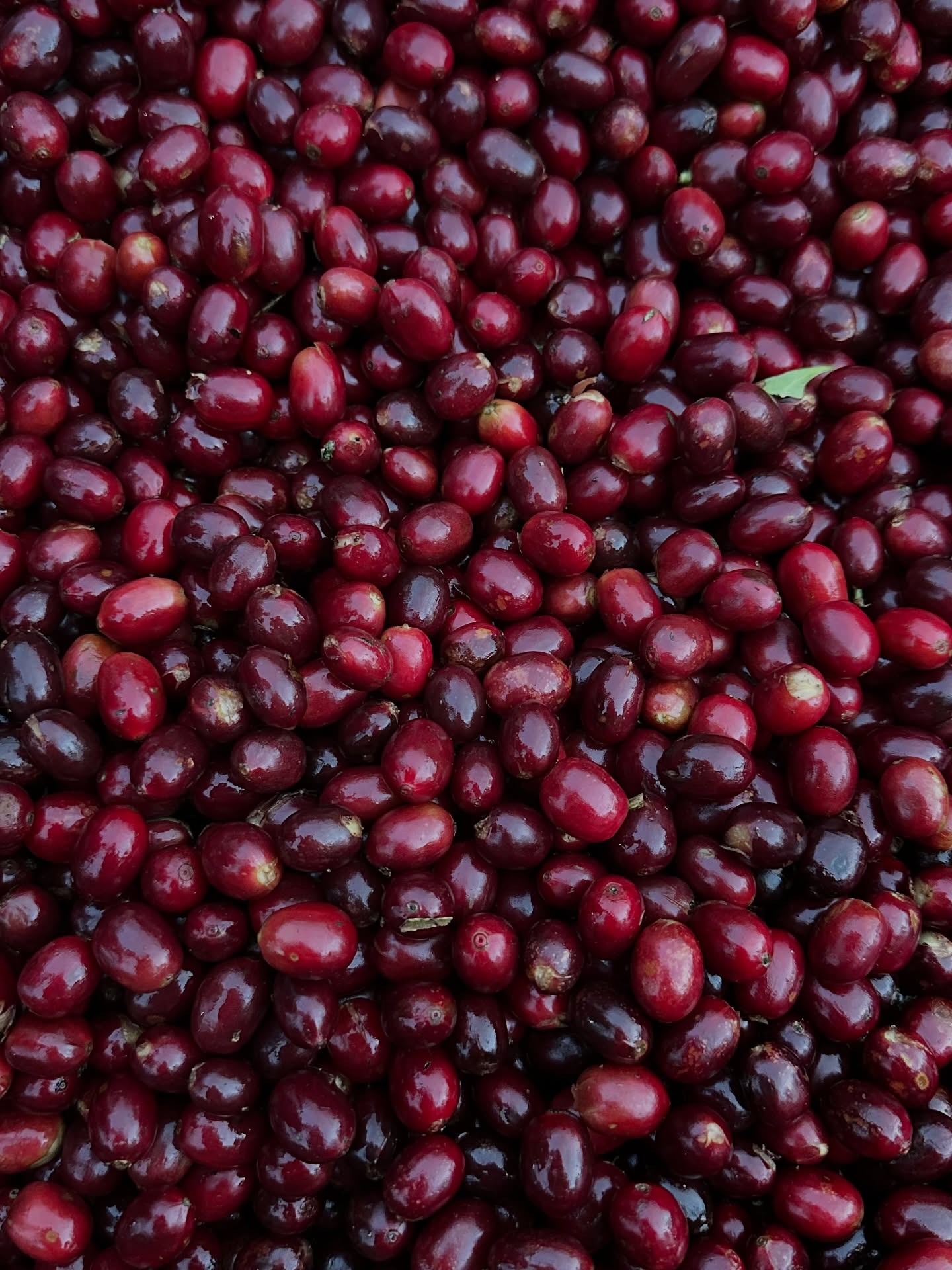 🍷 We try to pick coffee as close to the color of red wine as possible. The result is spectacular cupping notes and complexity as well as coffee that holds up to time longer. This first frame is Maragogype, which can have notes of jasmine, orange blossom, mandarin orange and creaminess when picked like this.
🤝 If you’re a roaster seeking a long-term business relationship with the specialty coffee farmers who farm your beans, reach out!
🔗 Click the link in our bio or DM our farming group. We ship almost anywhere on pallets.
#carbonicmacerationcoffee #cofermentcoffee #microlotcoffee #naturalprocess #honeyprocess #thirdwavecoffee #anaerobiccoffee #pacamara #directtrade #directtradecoffee #woc #sustainablecoffee #biodynamiccoffee #coffeeroaster #coffeesorting #coffeeroasting #coffeefarm #sampleroasting #goldmtncoffee #coffeefermentation #nicaraguancoffee #worldofcoffee #nofilter #maracaturra #geishacoffee #maragogype #maragojipe
