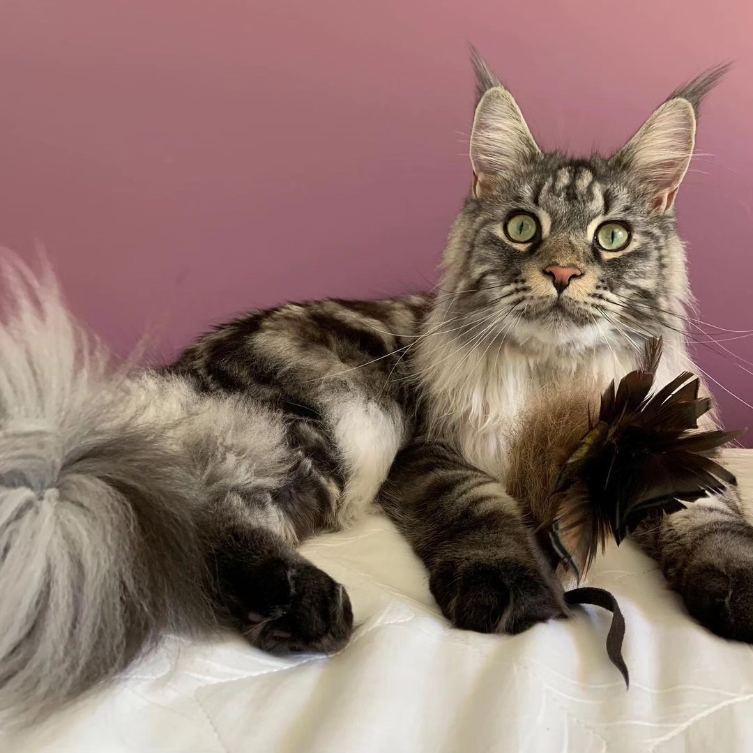 Yogi the Maine Coon from Australia loves his Buffalo Wings kitty toy! So handsome 😻