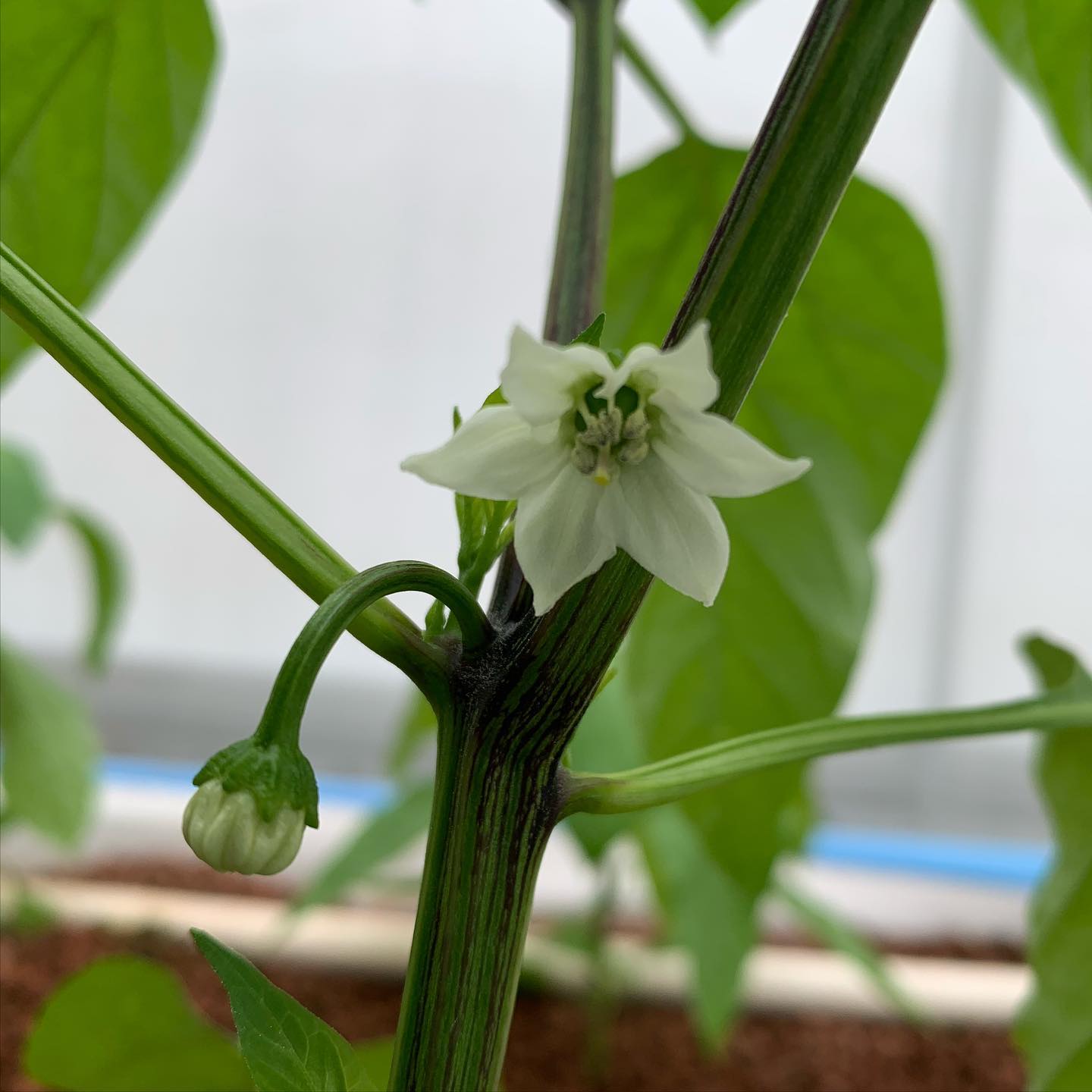 Peppers have started flowering!
#aquaponics #sustainablefarming