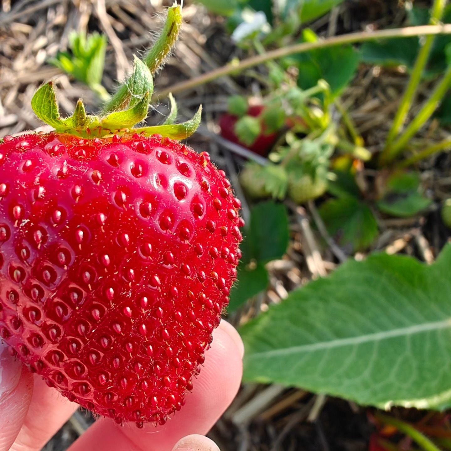 It's been Hot 🔥 HOt 🔥 HOT!! 🥵 In the berry 🍓 patch this week. The good news is we're out picking right now, so you don't have too!
🍰🍓Strawberry pints and flats are available today. 🍰🍓
$6 quart
$45 per flat (8 quarts)
Message or order on the website (wee.thefarmatfirchfield.com) to secure your sweet quarts of happiness before they're all gone!
⚠️Must be picked up today. ⚠️ Orders will be filled in the order they are received. Please message or order through the website to confirm we have berries for you. We are located right in the middle of Sandusky, Peck, and Marlette.
#michiganstrawberries #tastytasty #lovestrawberries #sanilaccounty #thumbofmichigan