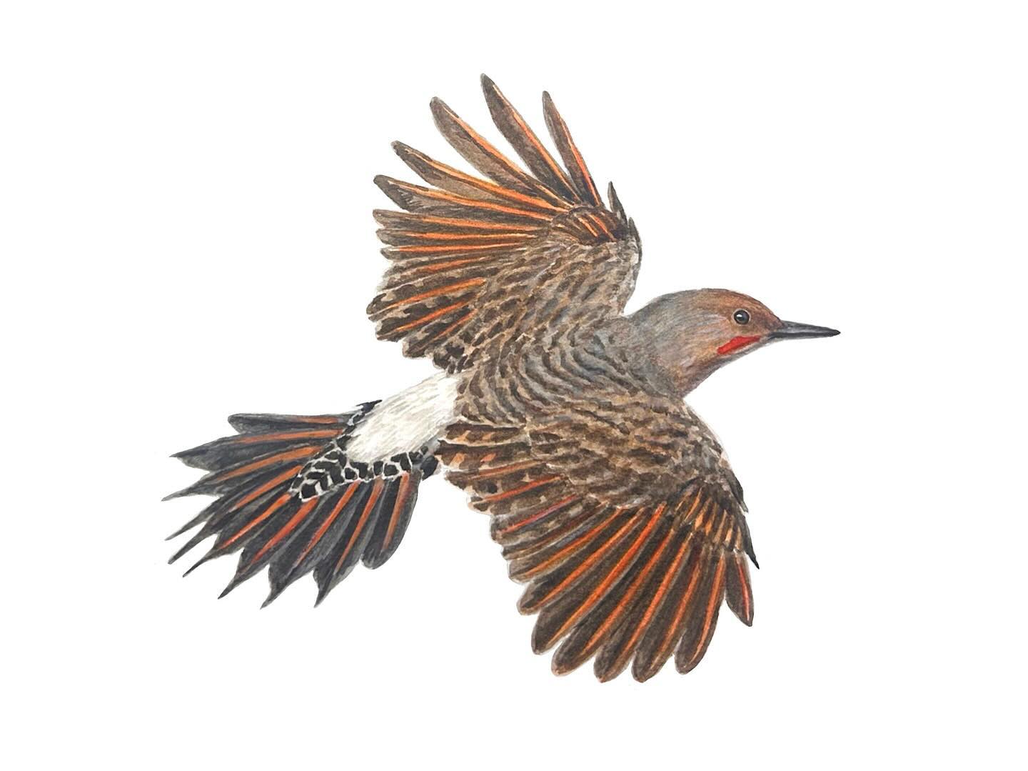 (8) Last Bird You Saw. I love watching the little family of Northern Flickers hop around in my front yard. And I often hear their little laughing calls and squeaks!
This subspecies of Northern Flicker is the Red-shafted, distinguished by their darling red mustaches and red feather shafts. The other subspecies is the Yellow-shafted which is more common in eastern North America. Yellow-shafted, by name, have yellow feather shafts, a black mustache, and red napes. Females in both, however, lack the little mustache. Although hybridizations aren’t uncommon!
Hosted by @kaylafiskbirds #birdtoberclub2023
——————
#lovedrawing #birdsofinstagram #bird #colaptesauratus #redshaftedflicker #northernflicker #woodpecker #painting #gouachepainting #gouache #naturedrawing #watetcolorpainting #watercolor #birdtoberclub #birdtober
