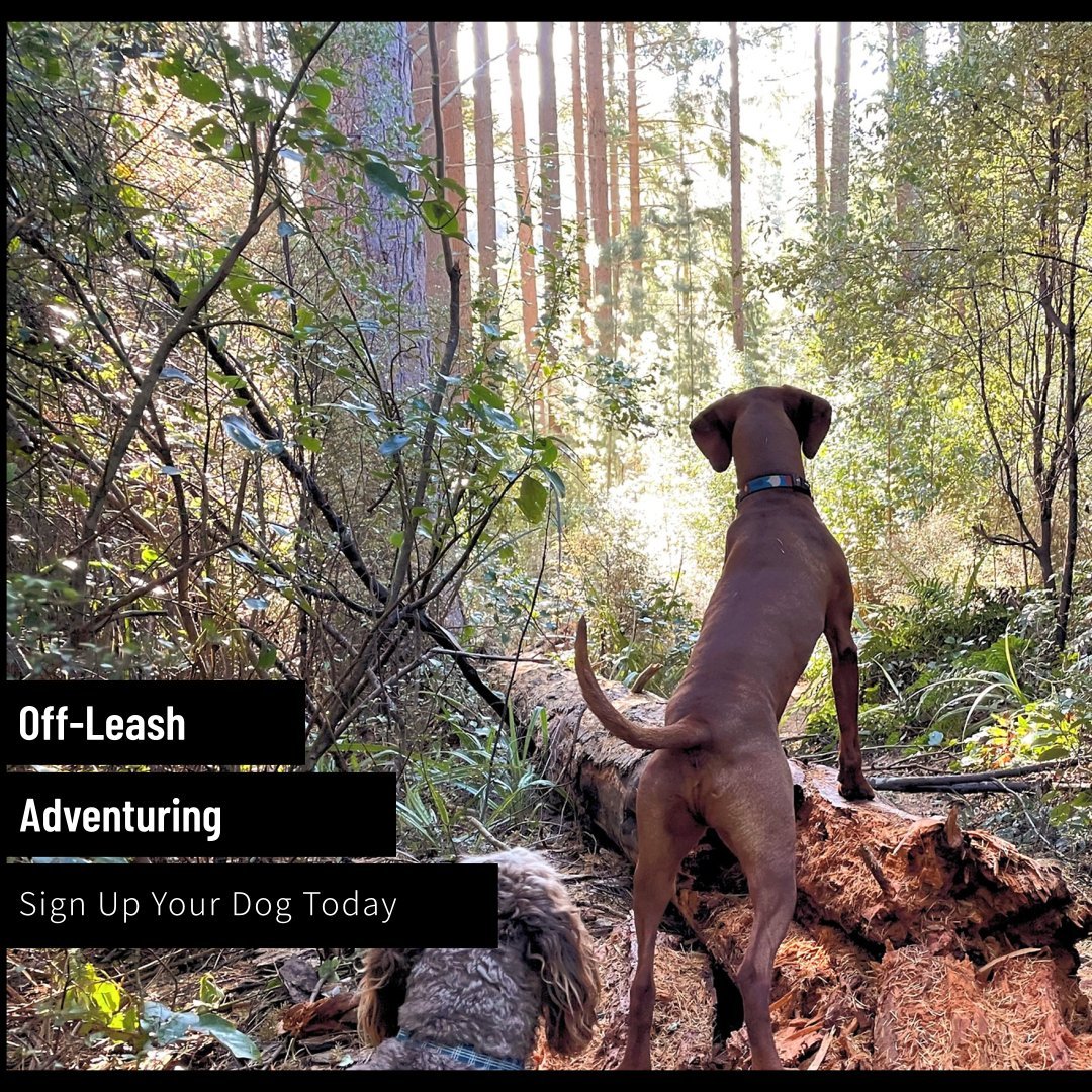 🐾 Join our pack walks to help your dog develop into a confident and well-rounded pet! 🐶✨ Engage with other furry friends and boost their social and emotional skills. Book now, and let's walk together! #PackWalks #DogSocialization #HealthyPetLifestyle