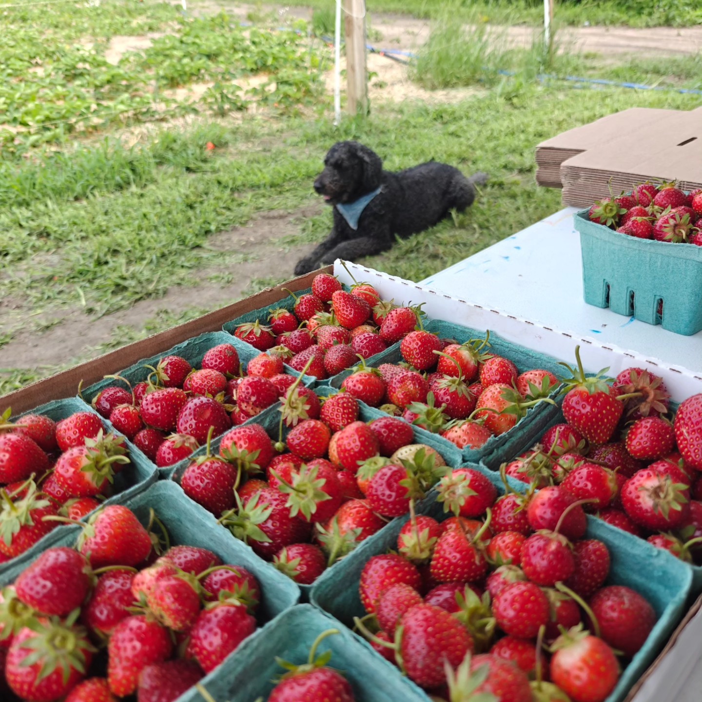 We also have pre-pick berries available!🍓🍓 Our trusty farm dog is watching over them for you.
If you want berries but are not sure if you can come pick them up, rally your neighbors/neighborhood to get there orders in, and we may be willing to bring them to you (oceans away🌊....we're not that great at swimming) 📍Lexington area ...cool. 📍Marlette....sweet.📍Sandusky....yeah.
🗨️🚗Message us and let's get something set up! 🚗🗨️