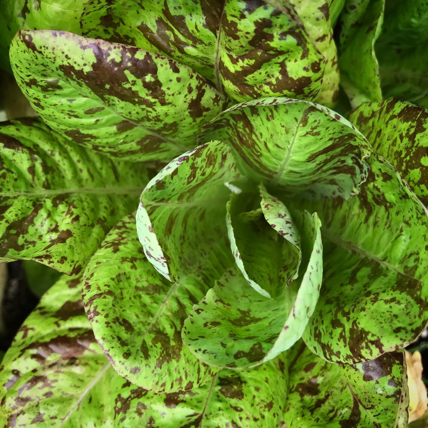 If food production is your goal, try these high yeild plants to make your time and effort in the garden worthwhile. Link to latest blog post in bio. #growyourown