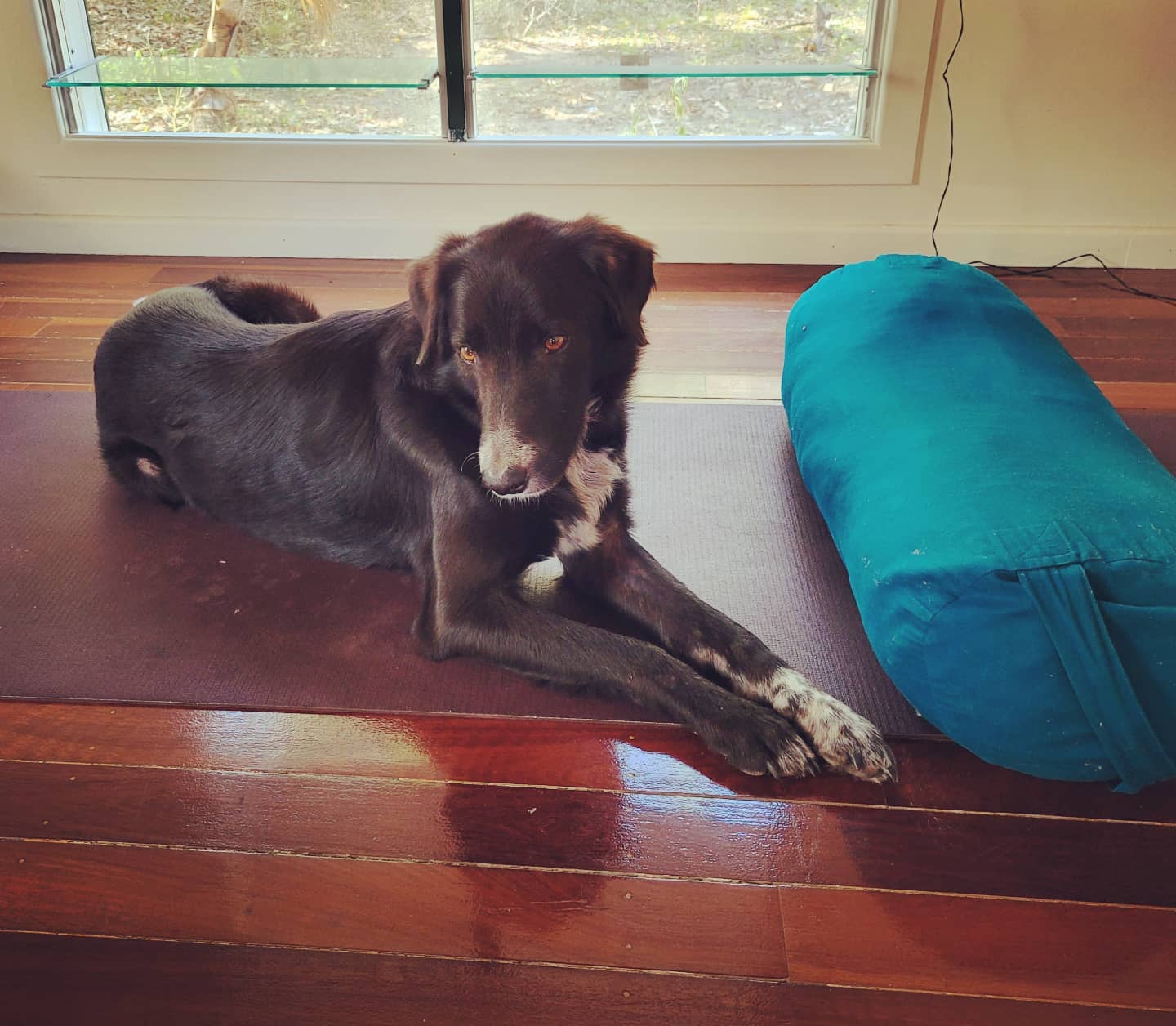 Best yoga companion ever.
#animaltherapy #yogatherapy #lovemydog #yogaheals #wellbeing
