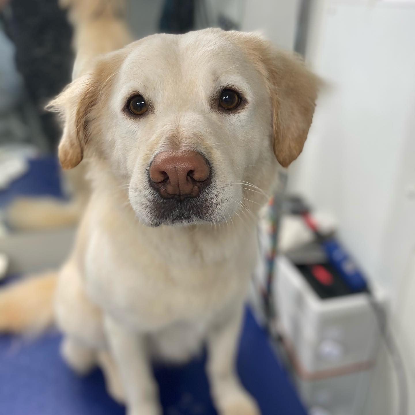 Sweet Kody #fearfreegroomer #mobilegroomer #chattanooga