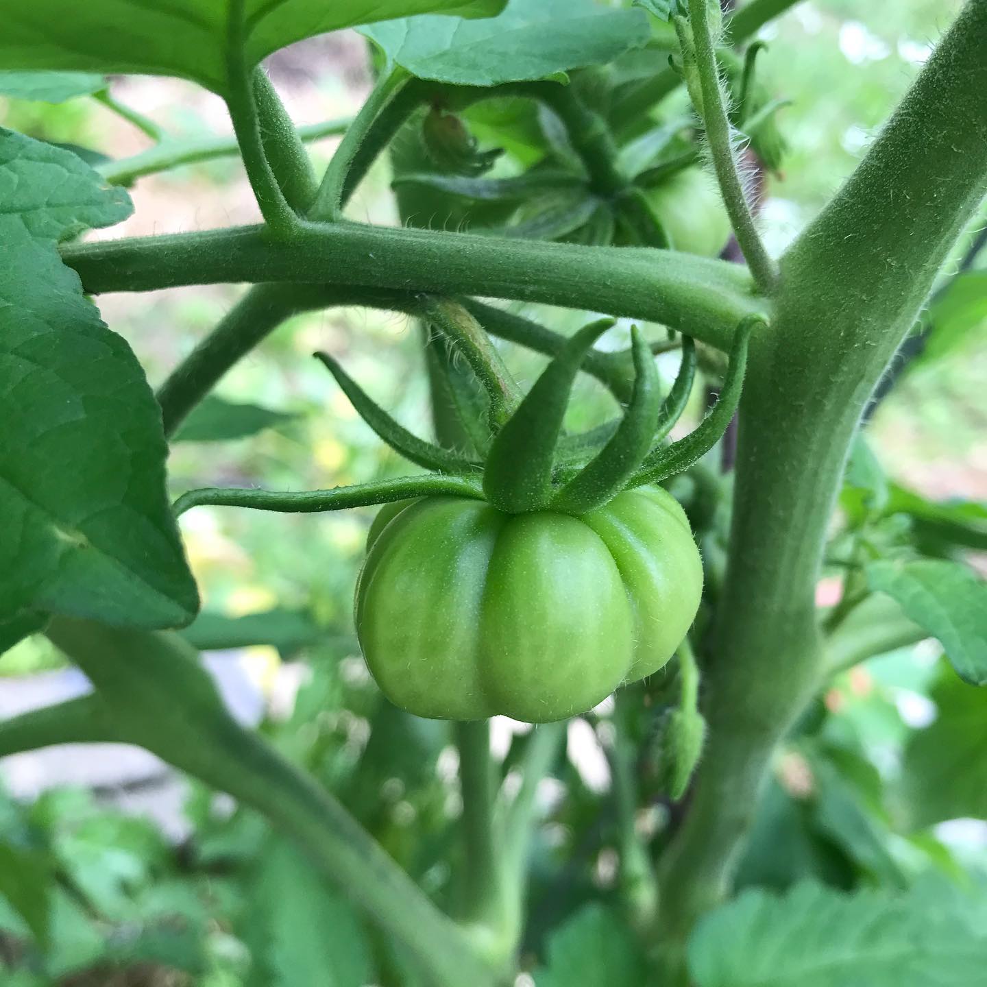 Trading seeds with neighbours is a great way to get local organic seed for little or no cost. @seeds_diversity provides links to upcoming seed swapping events across Canada. Pictured here are Costoluto Tomatoes grown from seed traded locally.