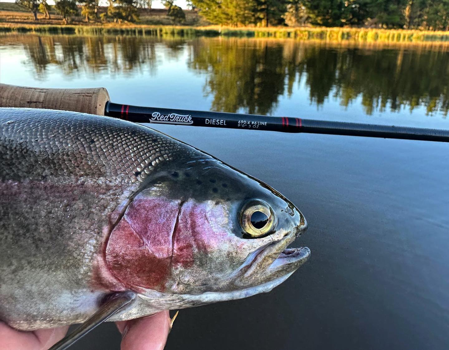 @redtruckflyfishing Diesel 690-4 has to be one of the sweetest rods going around.
#flyfishingaustralia #flyfishingnz #browntrout #catchandrelease #dryfly #fish #fishing #fishingislife #fishinglife #fishingtrip #flyfish #flyfishing #flyfishingaddict #flyfishingadventures #flyfishingjunkie #flyfishinglife #flyfishingnation #flyfishingonly #flyfishingphotography #keepemwet #onthefly #rainbowtrout #trout #troutbum #troutfishing #flyfishingtrip