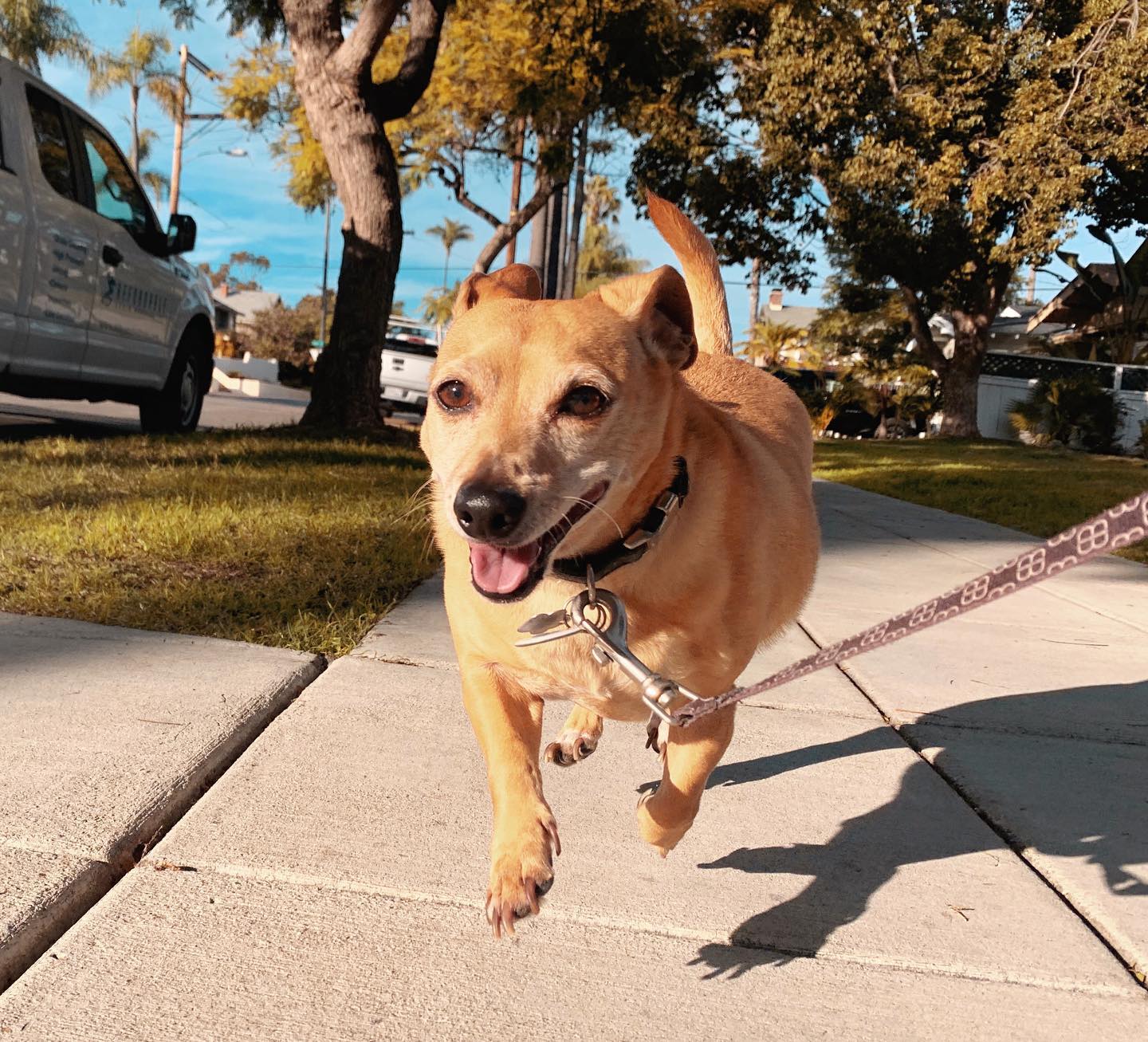 Happy holidays, frenz 🎄Time to get serious about practicing for reindeer tryouts next year 🦌