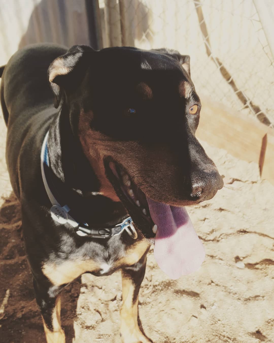 Elle #dobermancross #ridgeback