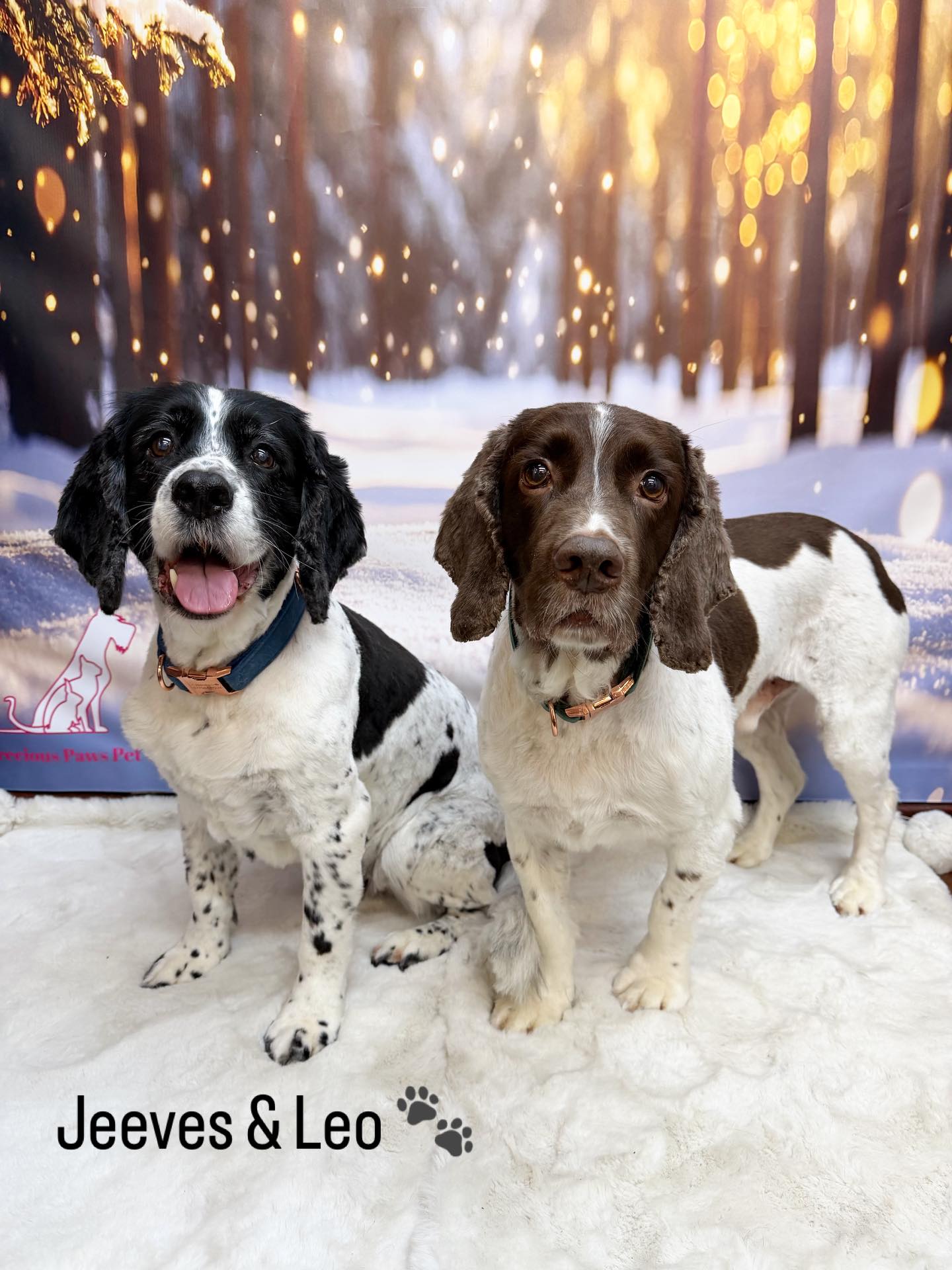 28/01/26 These adorable pups came in for a full makeover and this is how they left aren’t they just the cutest🤩🐶🥰
#cute #doggroomingtips🐾❤️🐶🛁 #foryou