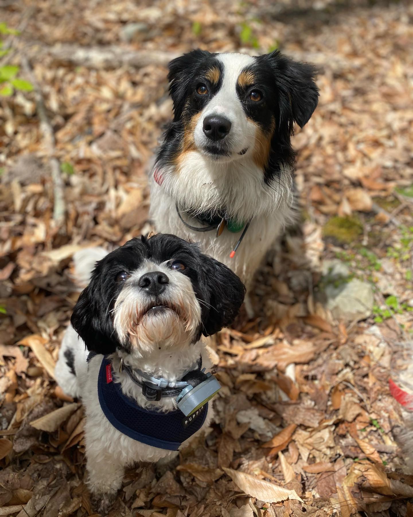 Little pups 🩵 BIG hearts