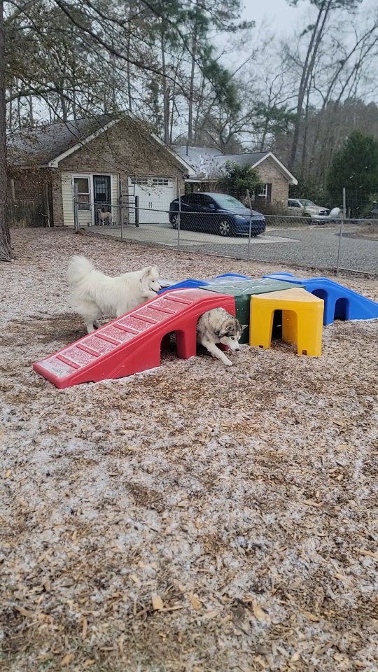 Snow Day ASMR πβοΈβ€οΈ
We love the sound of happy pups!! They all had so much fun!