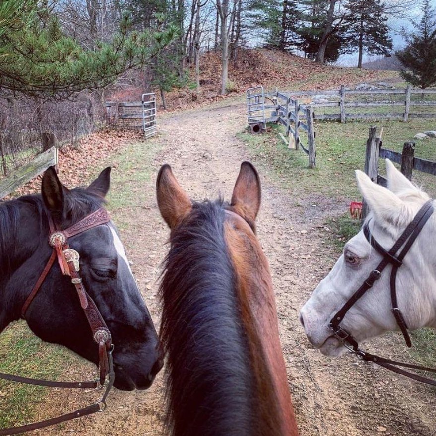 Join us for a trail ride through two beautiful properties owned by the Newtown Forest Association: Cherry Grove Preserve and the Fosdick Preserve. We'll meet at 10 AM and ride out for about an hour and a half, followed by a simple lunch provided by the NBLA. The ride will be limited to 10 riders and you must be a current member of the NBLA to participate. This will be a walk-trot-canter ride with some true trail conditions such as wooden bridges, possible mud, and yes, rocks. The starting point is being finalized, we'll announce it soon. If you want to come, please RSVP on Facebook.
https://facebook.com/events/s/show-and-go-trail-ride/1296760500965027/