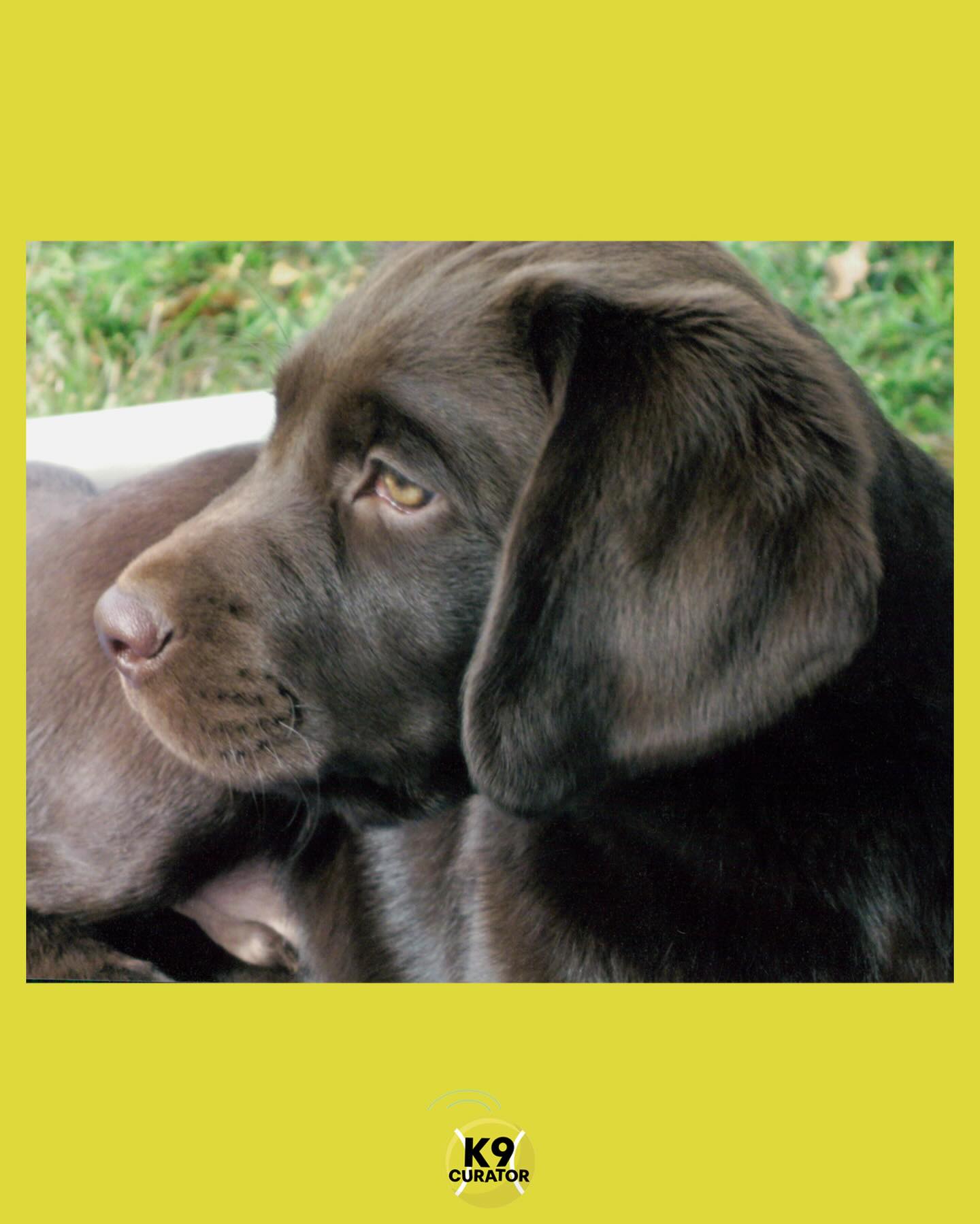 Beautiful Jackson as a pup on his gotcha day 🥰
