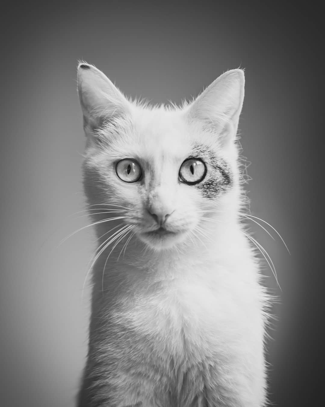 Cat 🖤