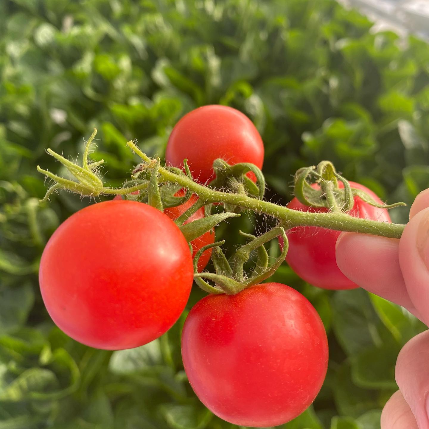 Check out our plump and red tomatoes!