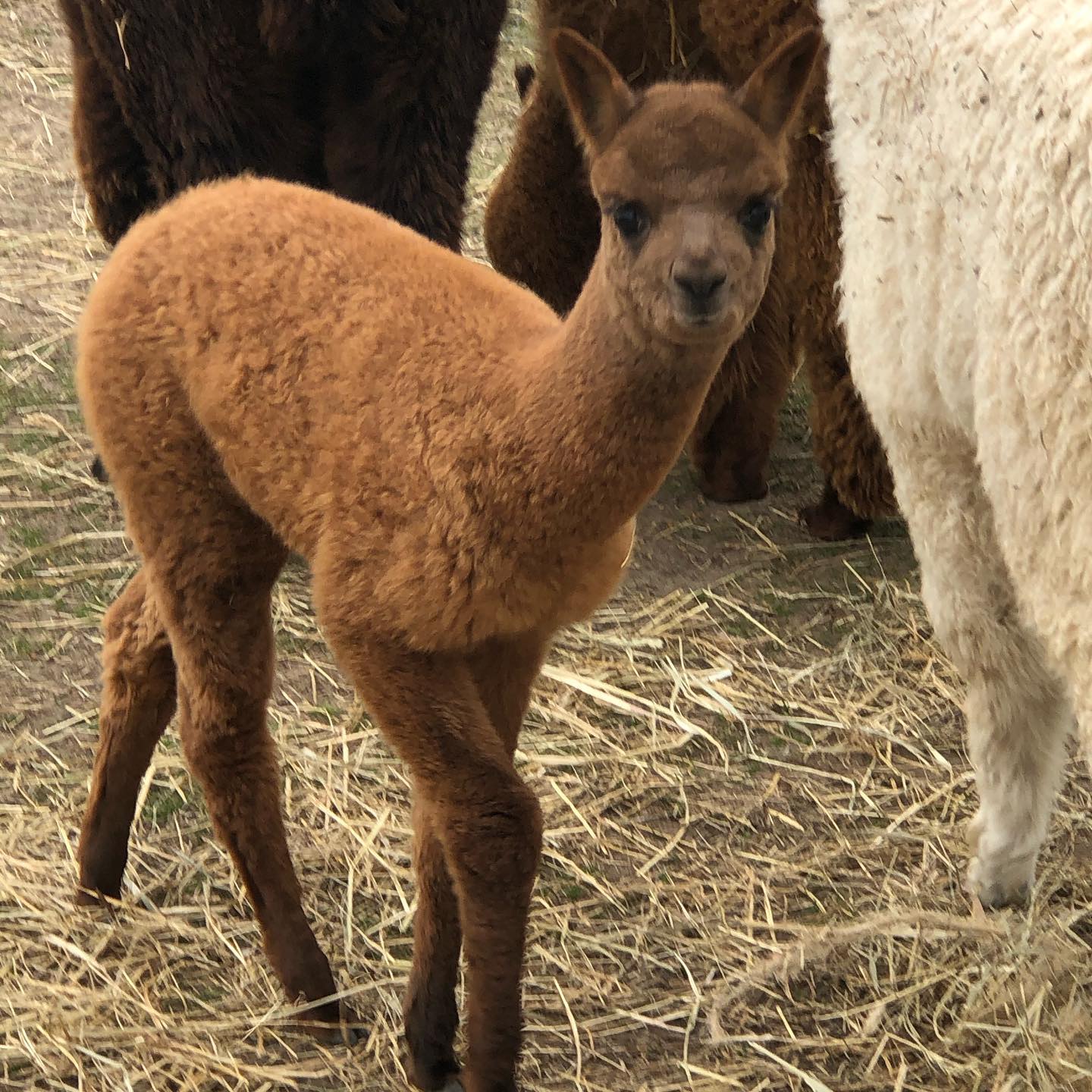 Flower is one month old #alpaca #alpacasofinstagram