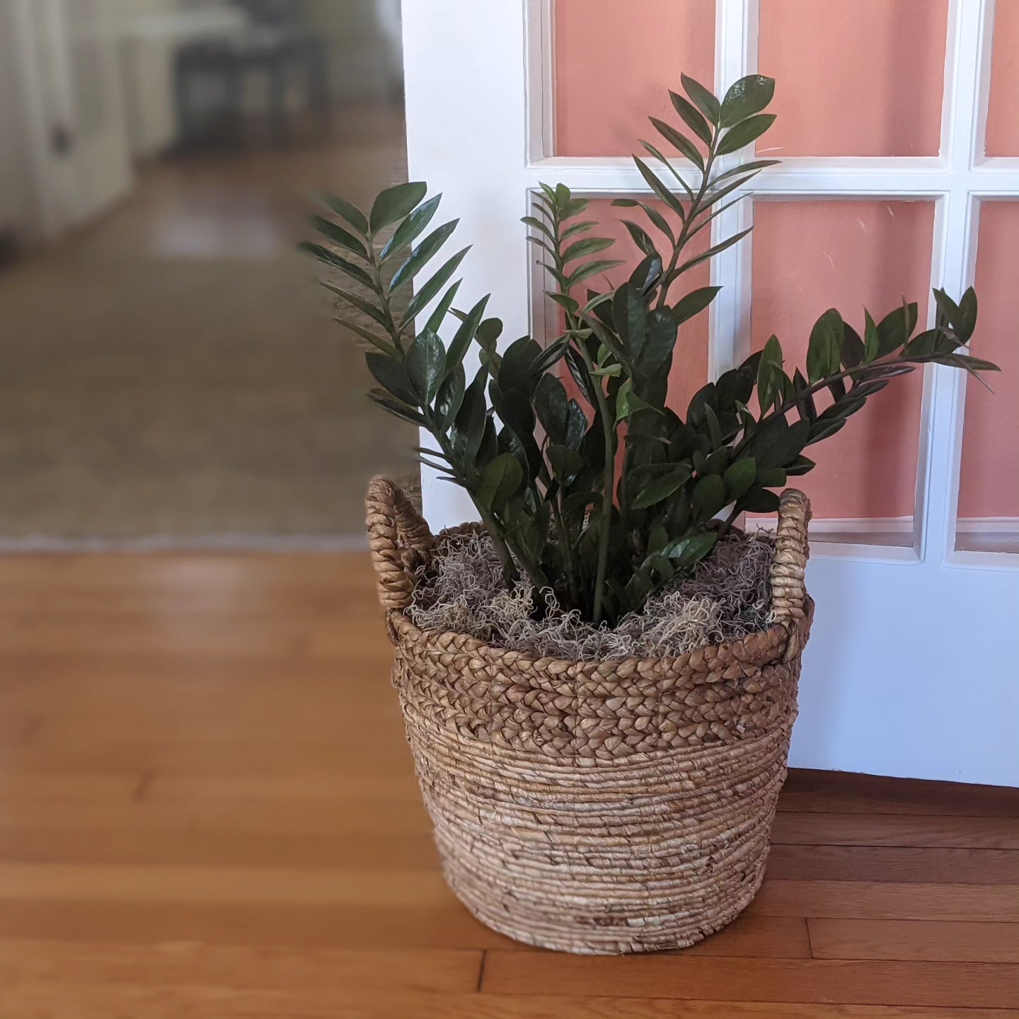 TGIF, my fellow greenthumb hopefuls! I’m closing out the week featuring one of my faves for both staging and design…
🌱 ZZ Plant 🌱
Care is minimal and they are drought resistant. One of my favorite houseplants for home staging since they fill out a corner or empty space nicely. This is also a favorite for decorating my own home since it doesn’t get a ton of direct light. Don’t sleep on the ZZ plant!
For many more low maintenance plant suggestions, visit the link in my bio.
#ashevillehomestaging #ashevilleinteriordecorating #homestagingsells #notagreenthumb #zzplant #plantsarefriends