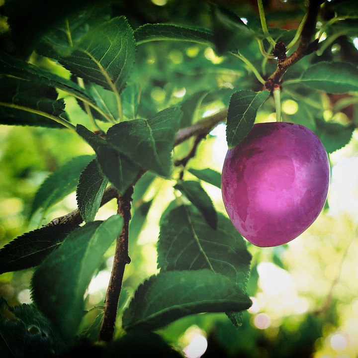 Photo de profil de naturare.bio
Une pépite Anti-âge d'exception issue des Vergers de notre petit producteur partenaire au cœur du Sud Ouest !
Ultra nutritive de par sa richesse en Antioxydants, Omégas 6, 9, Vitamines A, B, C, E
An exceptional anti-aging nugget from the orchards of our small partner producer in the heart of the South West!
Ultra nutritious due to its richness in Antioxidants, Omega 6, 9, Vitamins A, B, C, E
#antiage #antiaging #antiagingskincare #antiagingproducts #soinantiage #prune #plum #pruneaudagen #sudouest #vitamine #vitaminee #vitaminoil #huilevegetale #huileseche #nutritive #soindepeaunaturel #bienmanger #coachsante #santenutrition #fournisseur #cosmetiquenaturelle #naturalcosmetic #complementalimentaire #dietarysupplement #foodsupplement #madeinfrance #petitproducteur #producteurfrancais #naturare #naturarebio