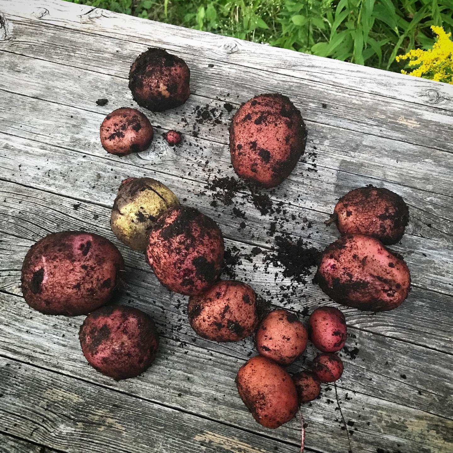 One of these things does not belong here #torontosquirrels #potatoharvest