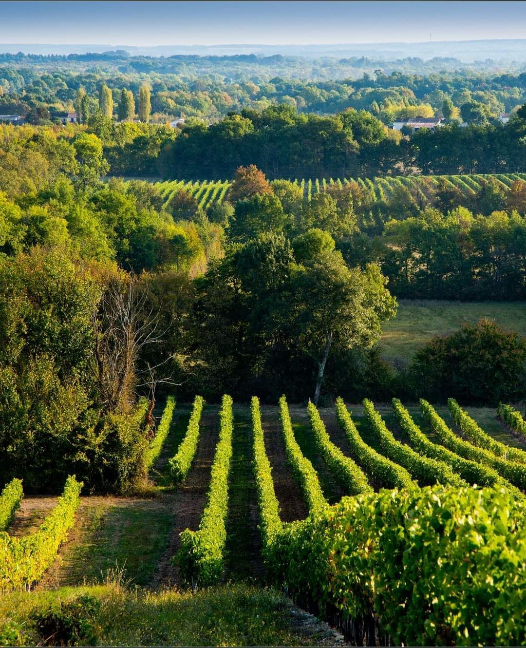 Ici vous pouvez admirer un paysage typique de l'appellation Cognac : des vignes dessinées sur de grandes plaines en pente douce, des haies bocagères qui offrent un habitat à la faune et permettent de protéger le vignoble des vents forts. 🌿
--
Here you can admire a landscape typical of the Cognac appellation: vines laid out on large, gently sloping plains, bocage hedges which provide a habitat for wildlife and help protect the vineyard from strong winds. 🌿
#repost Cognac.official
📸 Serge DETALLE
#cognac #charente #charentes #spiritueux #spirits #ete #vignes
#Joinourclub
#TheGoldenAgeOfCognac
#Frenchspirits