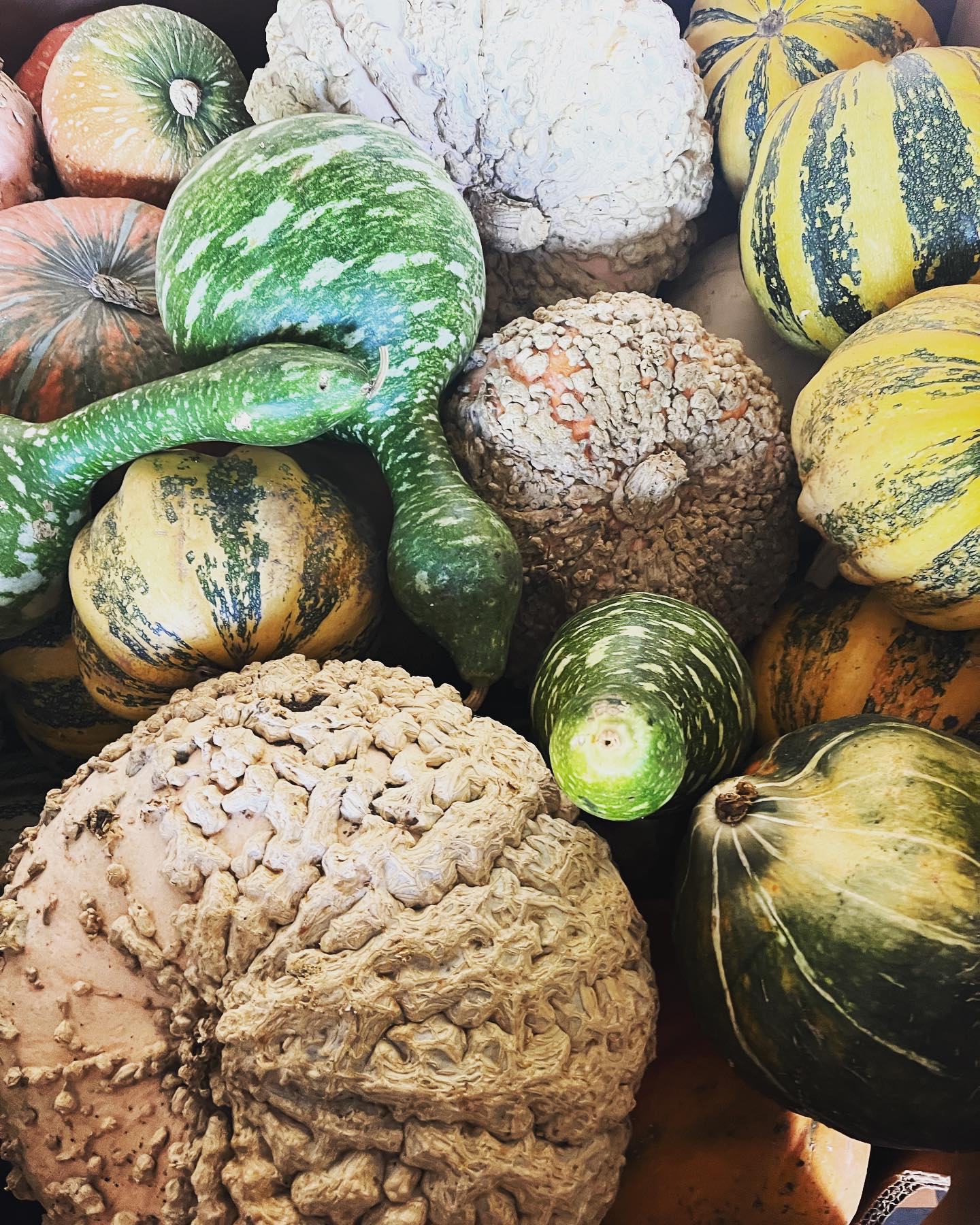 Fall is upon us!
#halloween #fall #squash #pumpkin #produce #losangeles #smallbusinesssupport #wholesale